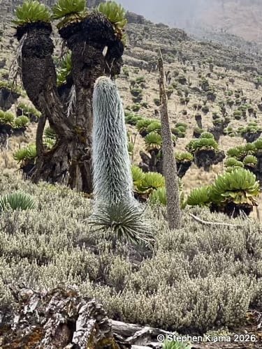 8-12-Mt Kenya Plant-ILobelia telekii-MG_1852.jpeg
