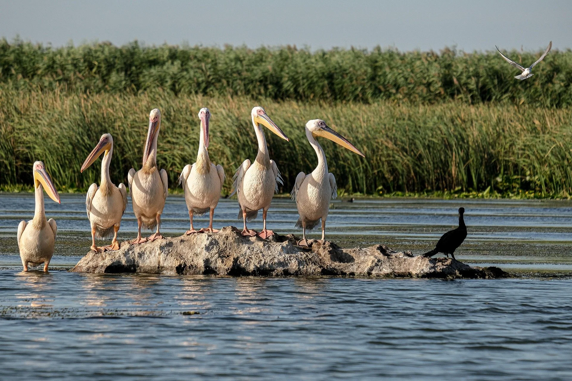 Danube Delta