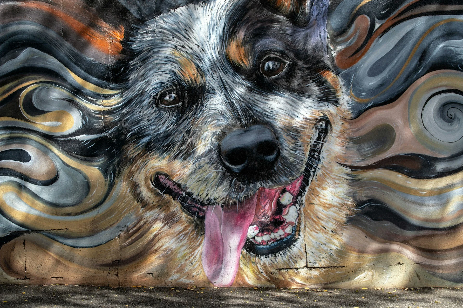 Queensland Cattle Dog