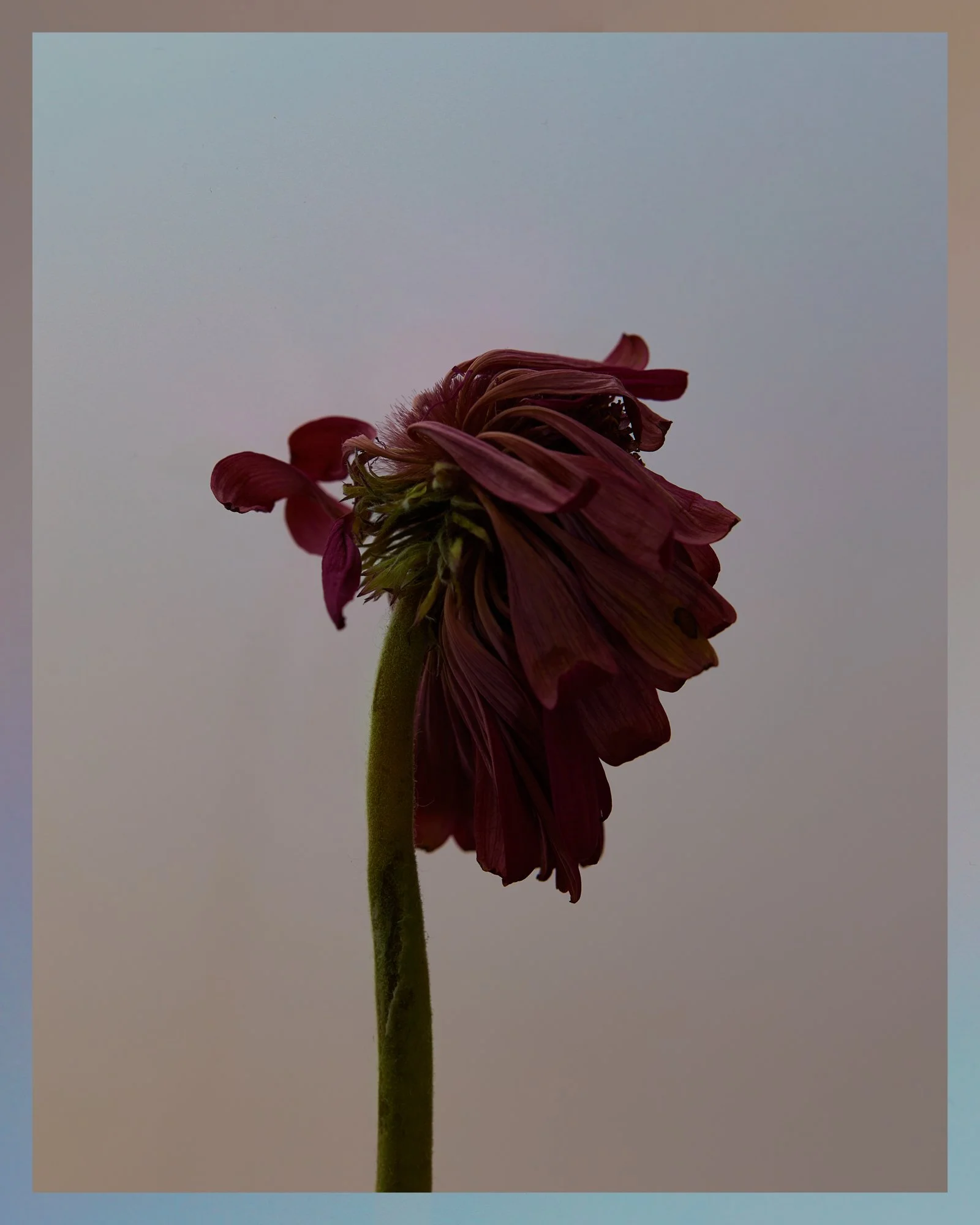 EL_DF_5x4_01.jpg