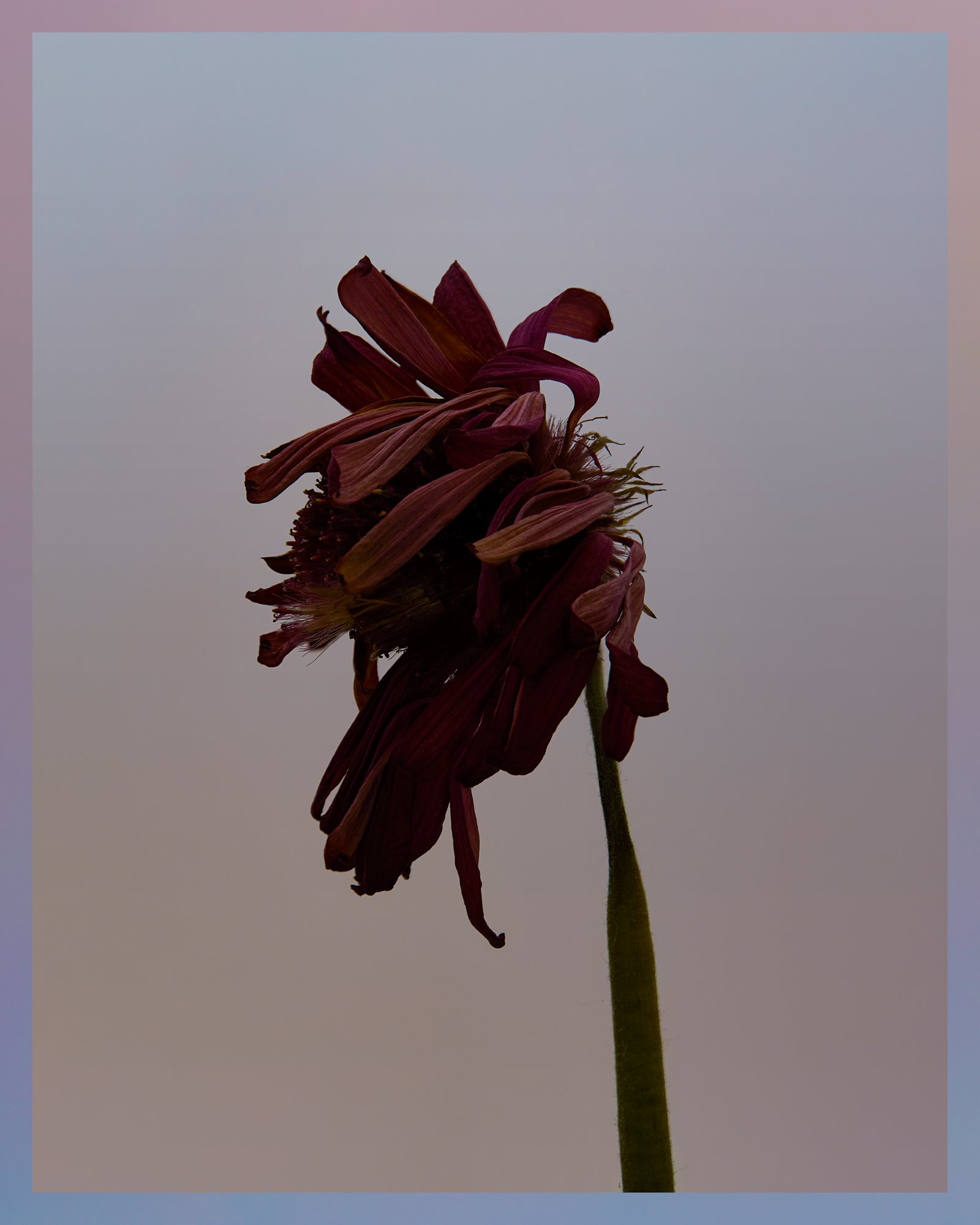 EL_DF_5x4_02.jpg