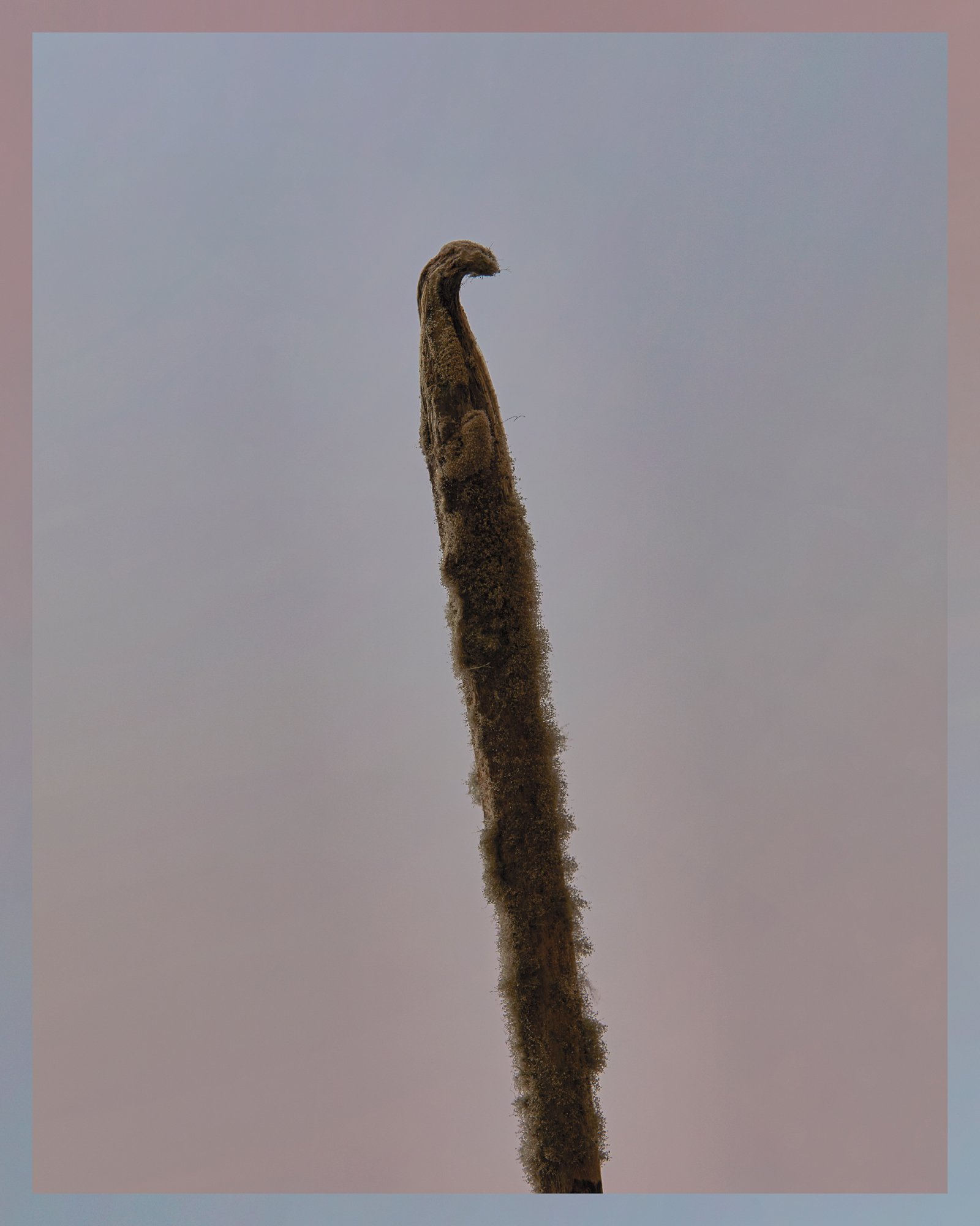 EL_DF_5x4_03.jpg
