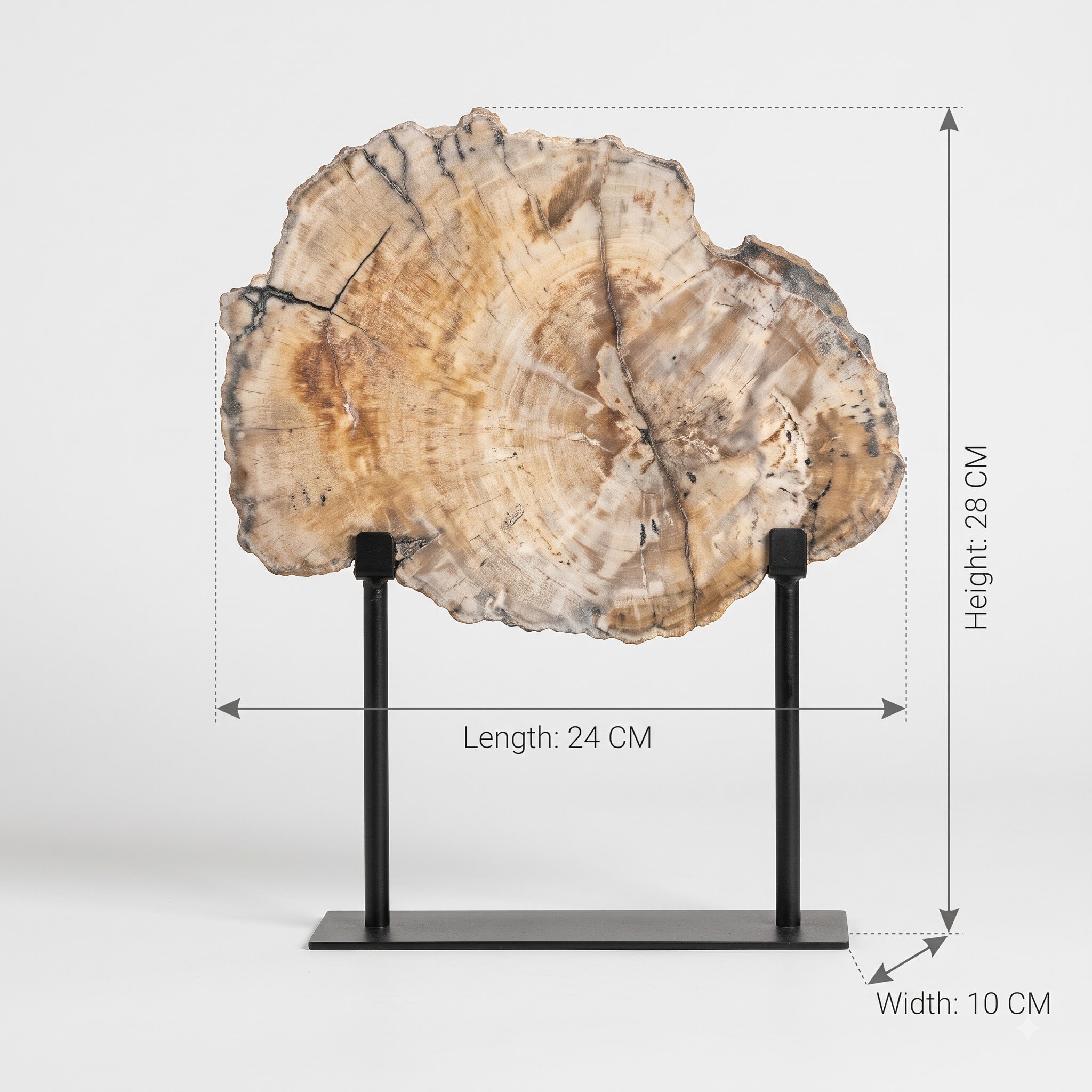 Petrified_wood_slab_dimensions_ecd8949d_2K.jpg