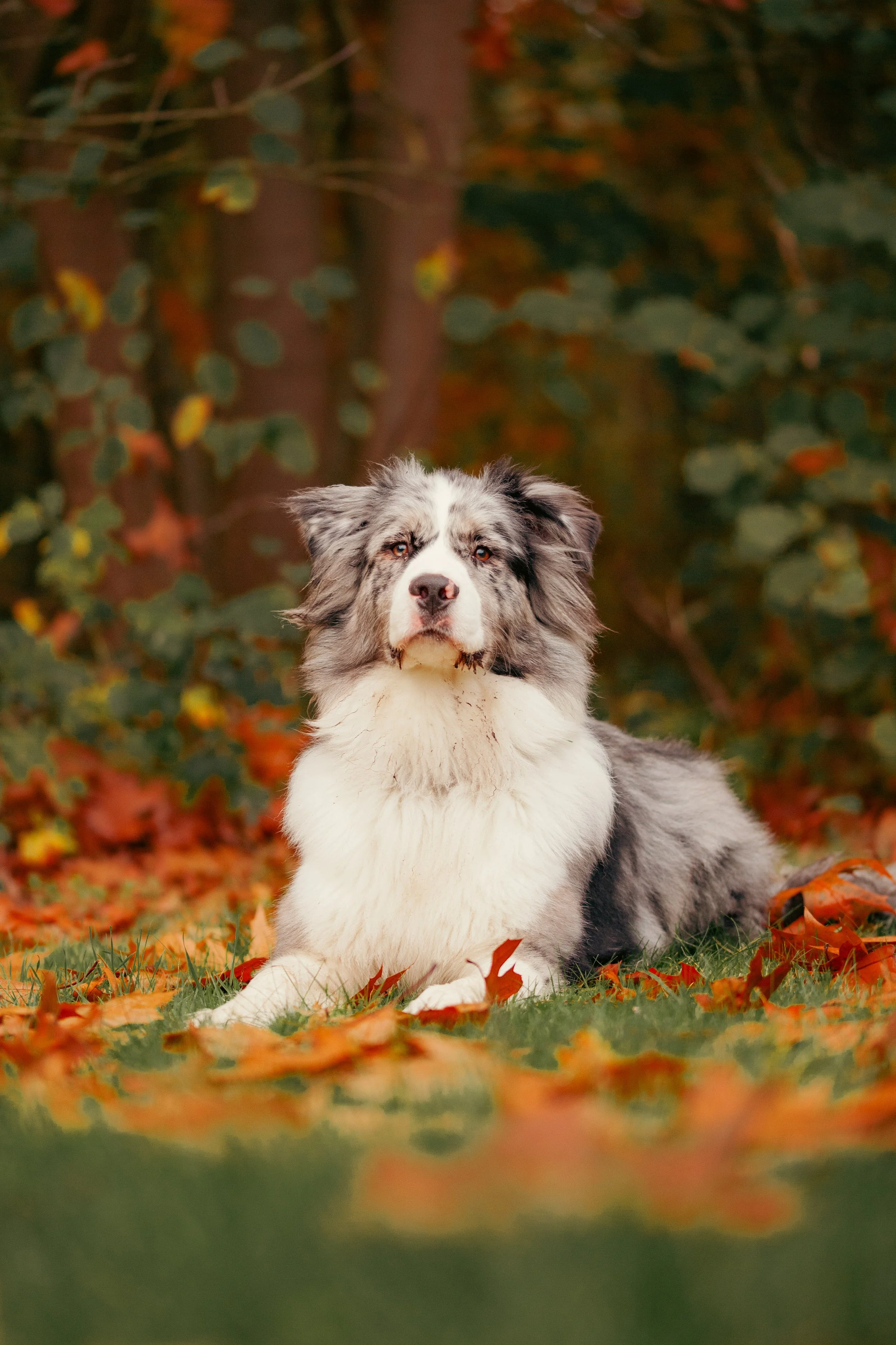 Hunde