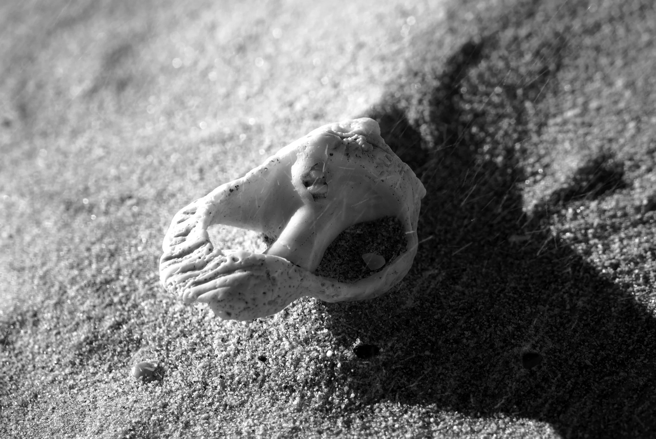 windy shell.jpg