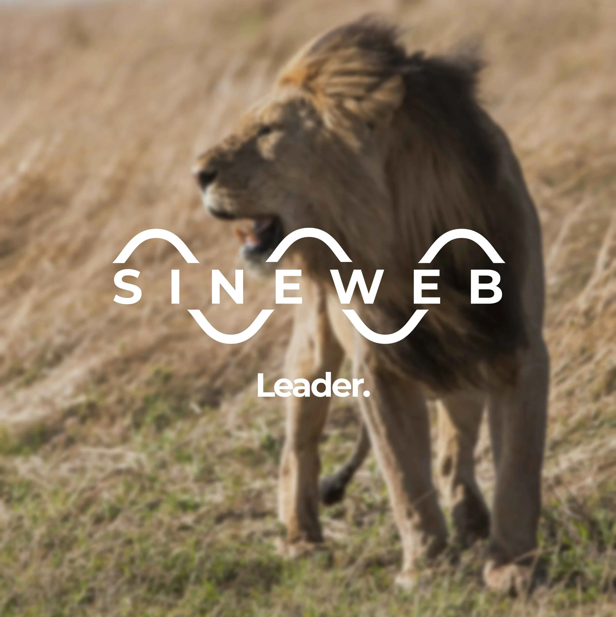 SineWeb Leader product package website build thumbnail image for premium websites for very large businesses