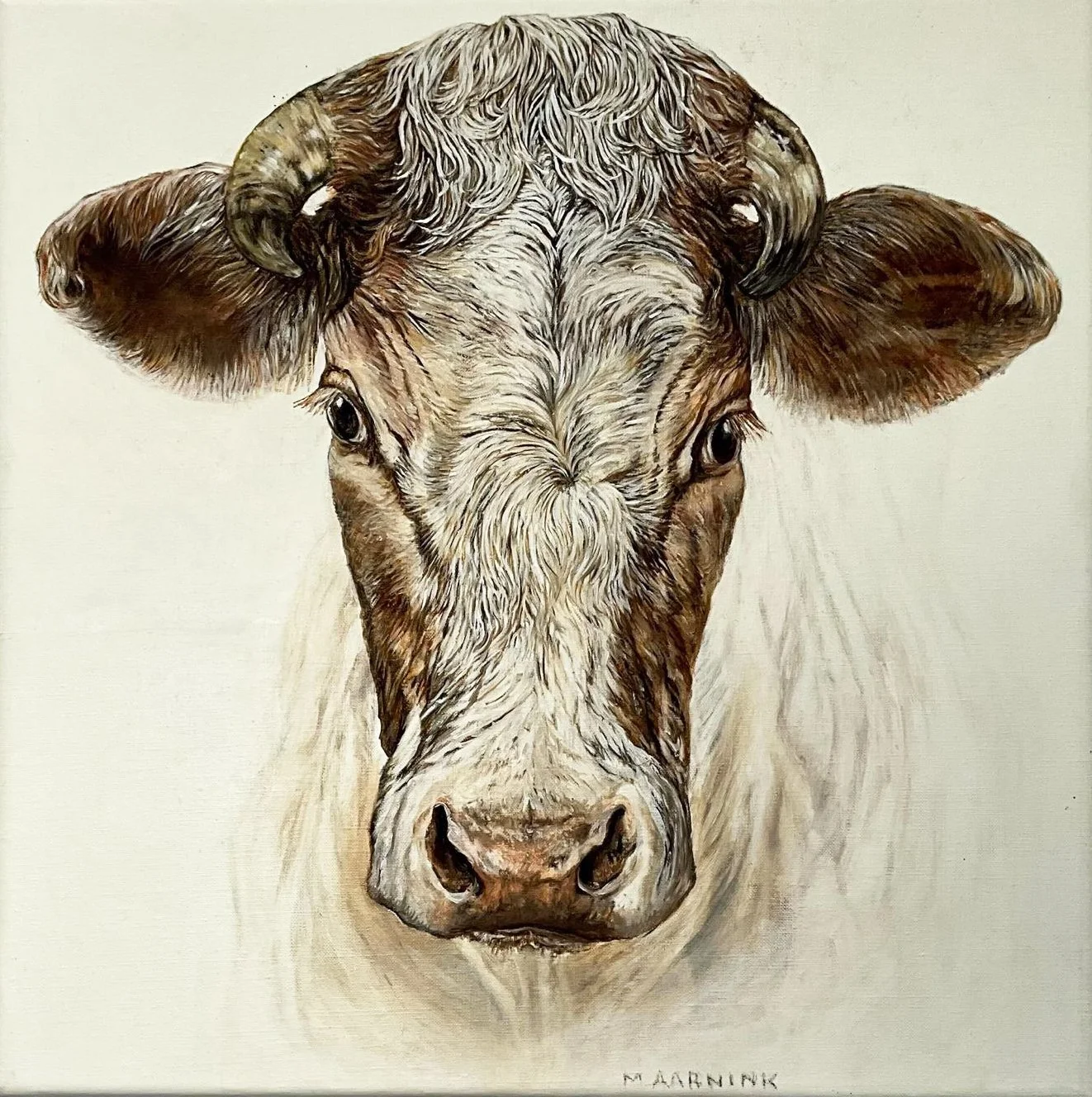 Portret van een kalf met gedetailleerde tekening van de kop en lorren, op een witte achtergrond.