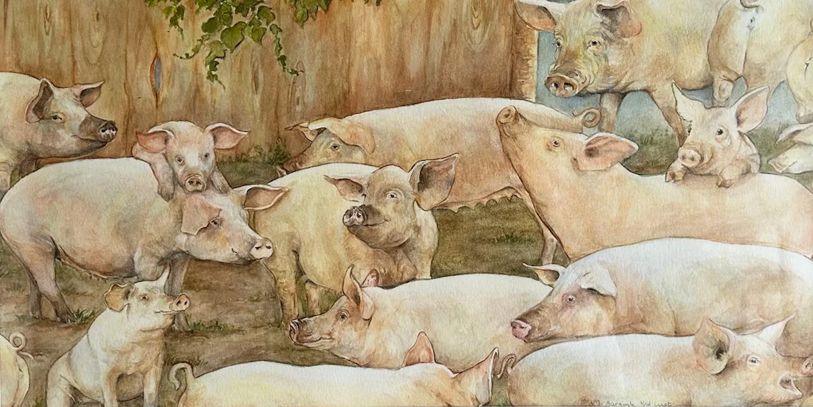 Een groep varkens in een stal, sommige liggen en andere staan.