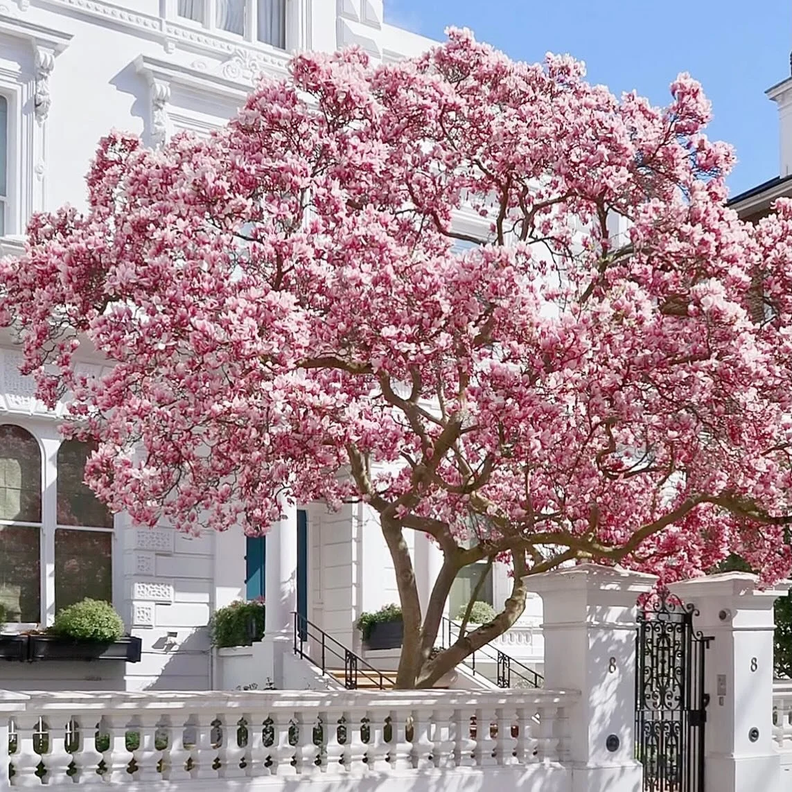 Magnolia season is upon us, and we&rsquo;re re here for it. With the grey misery of the last few months weather, Spring blossom is so needed.

#nature #blossom