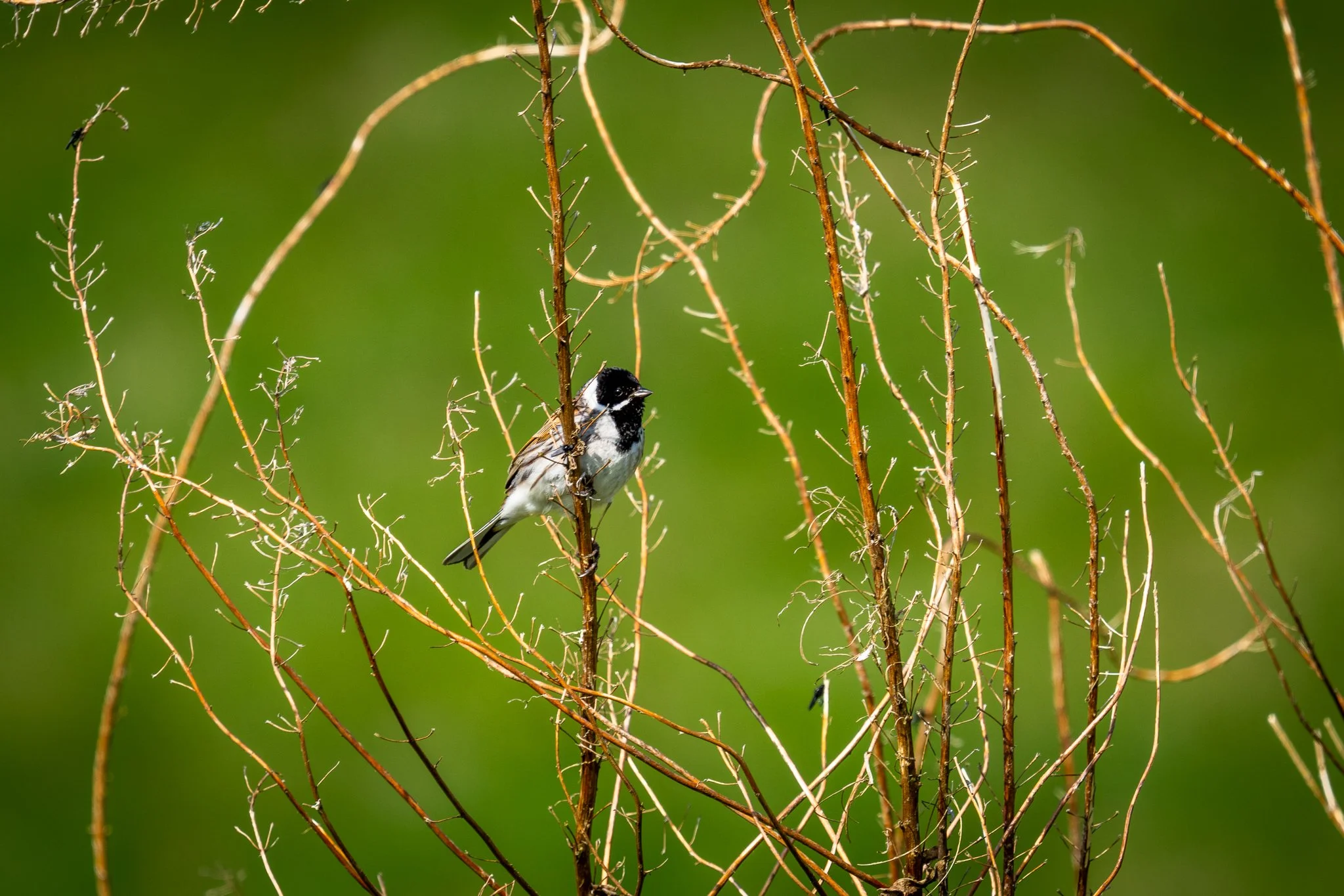DSC08282.jpg