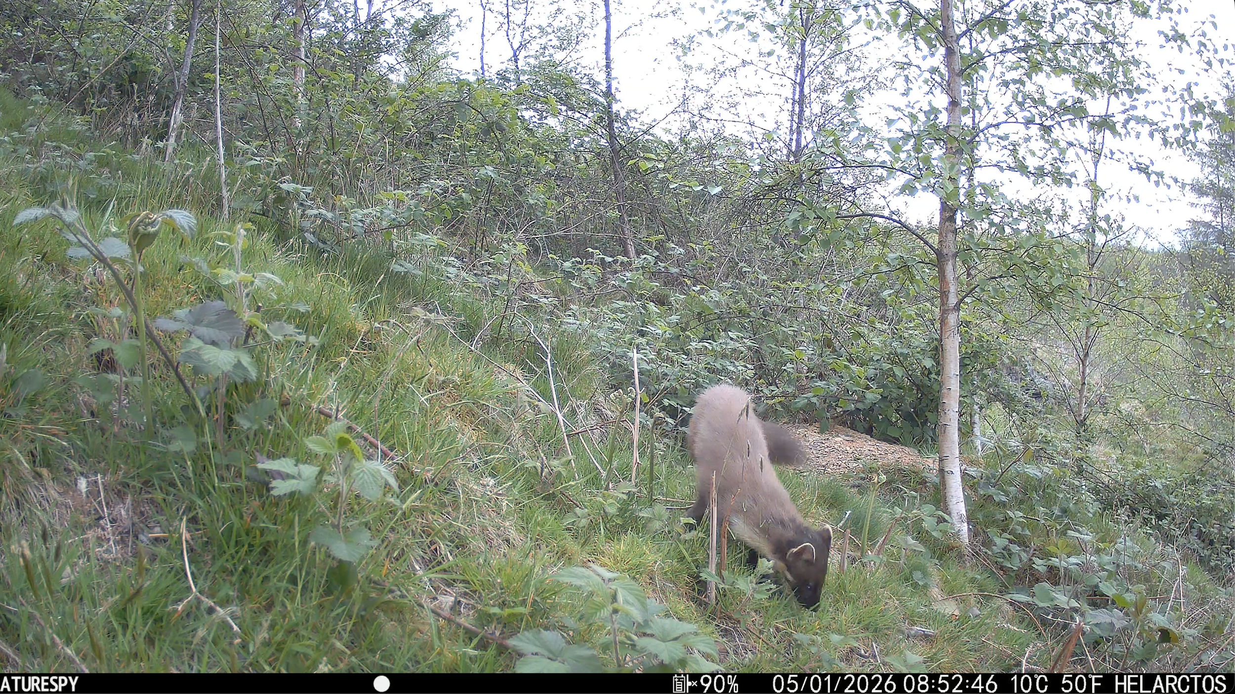 More Pine Marten Sightings