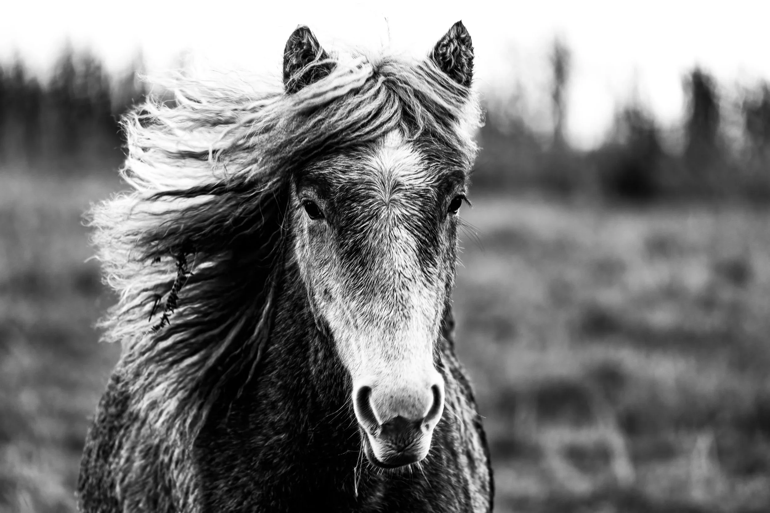 Staffa Joins the Eriskays