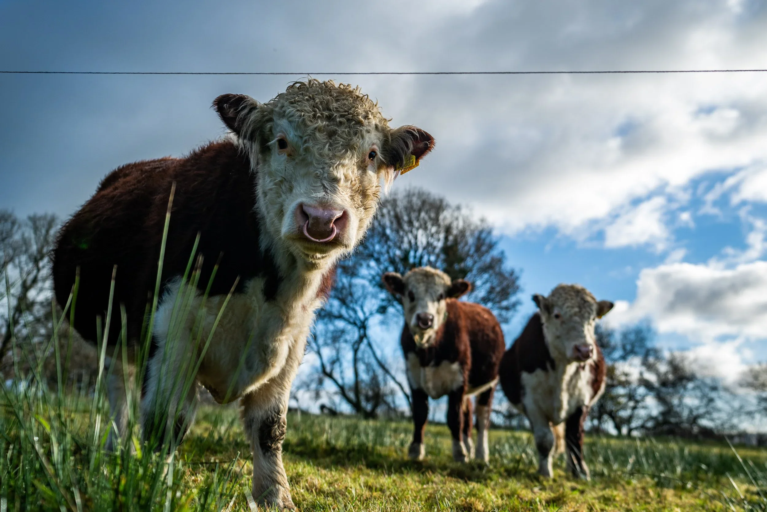 We Are Pasture Champions