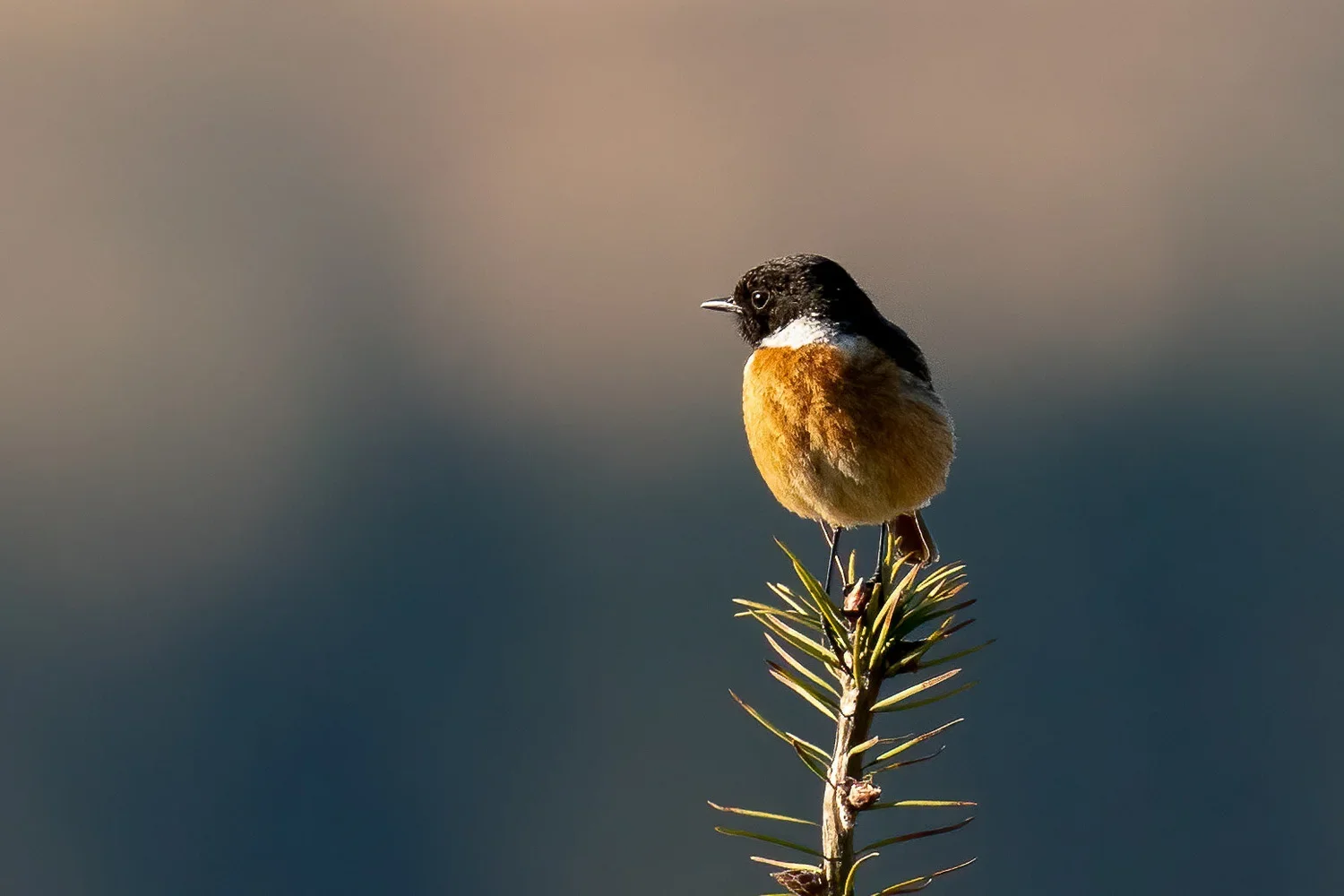 More Birds, More Diversity