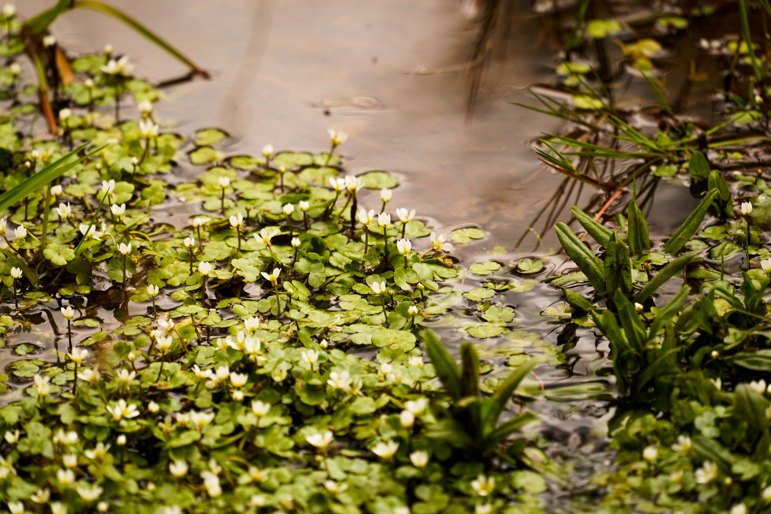 Our Wetland Strategy Is…