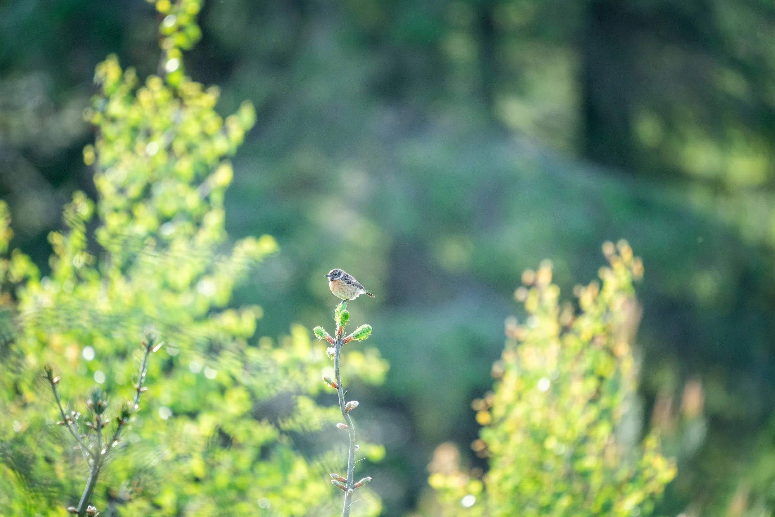 220519-lofftwen-654.jpg