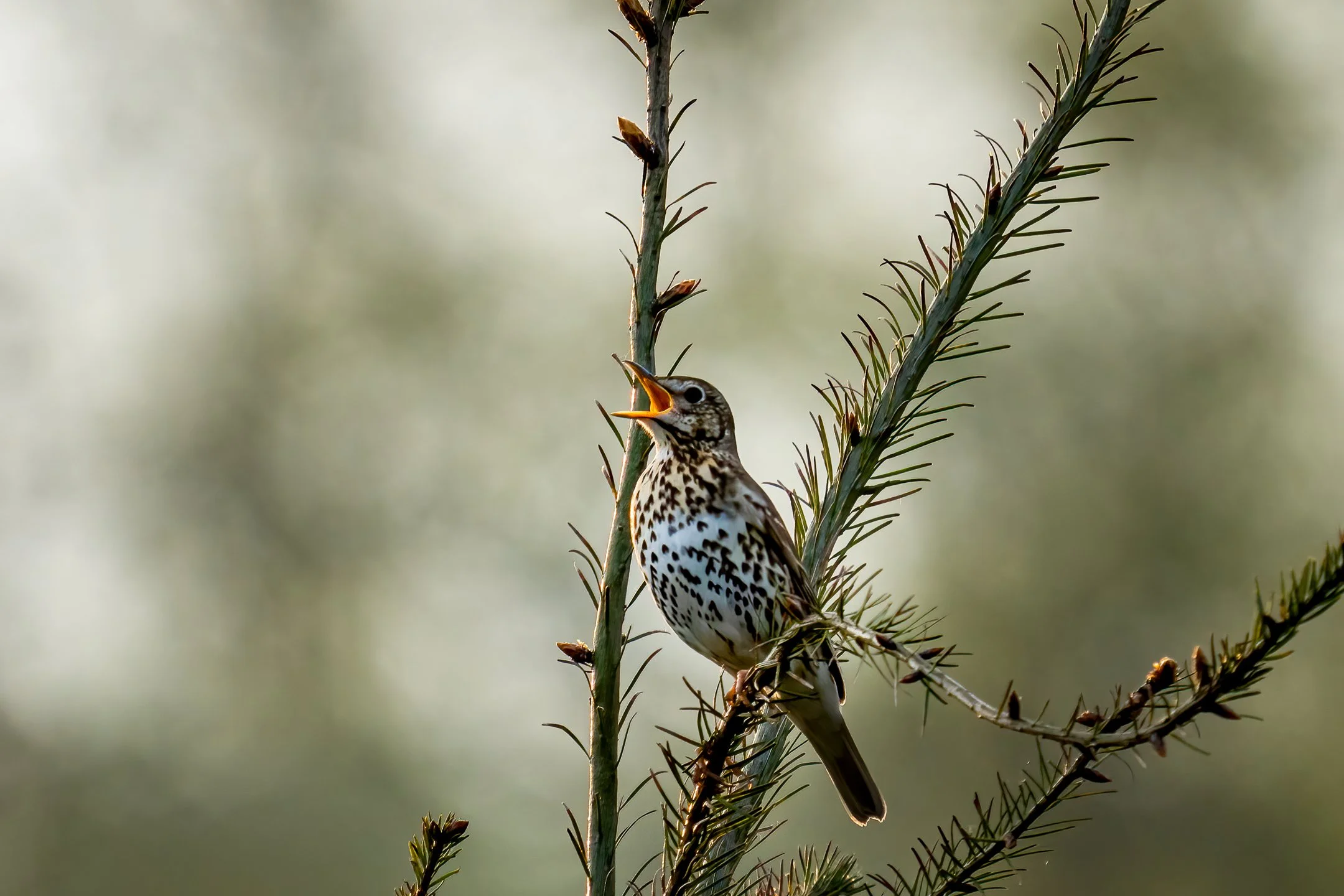 Instagram-songthrush.jpg