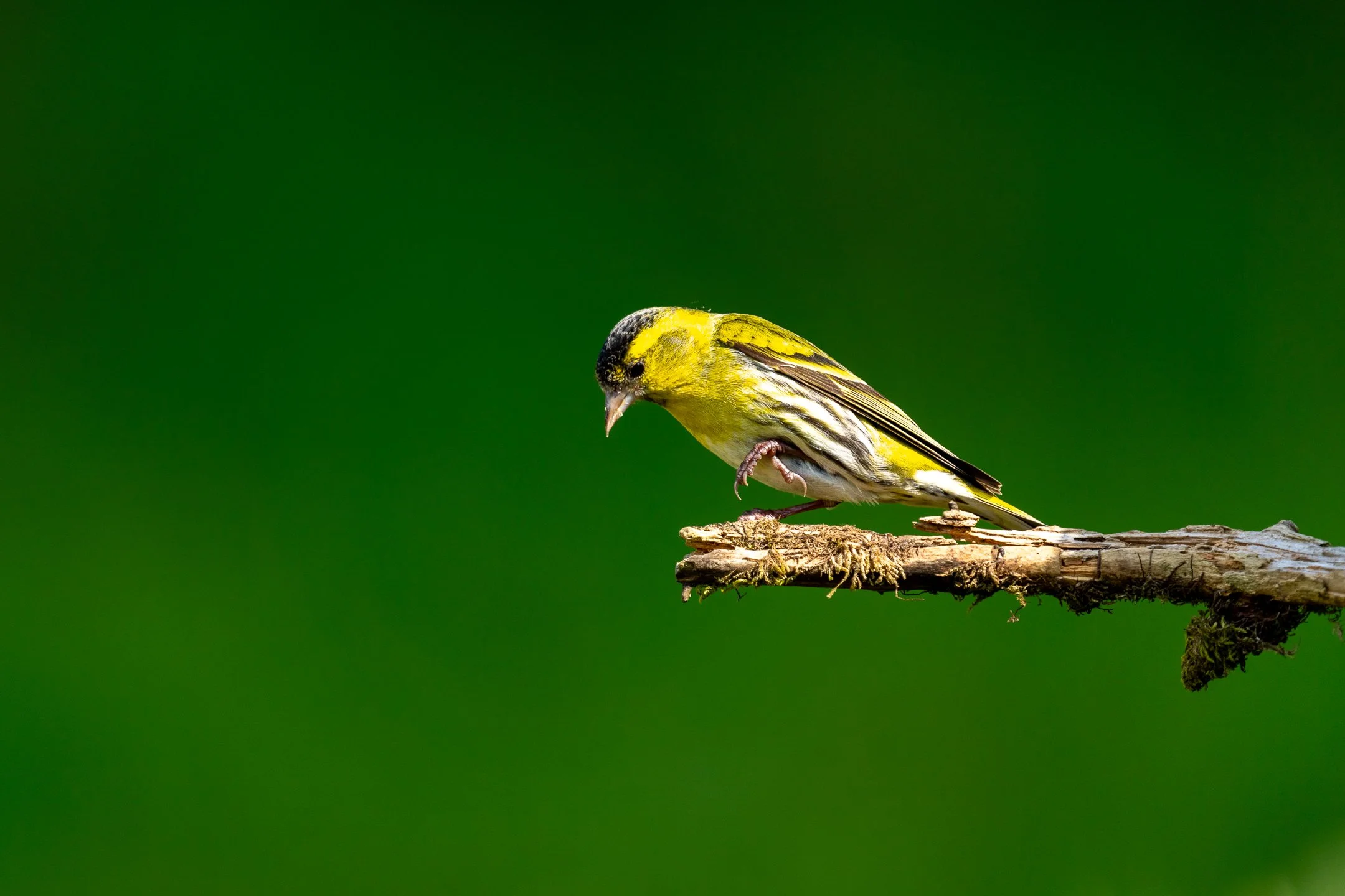 Instagram-siskin.jpg