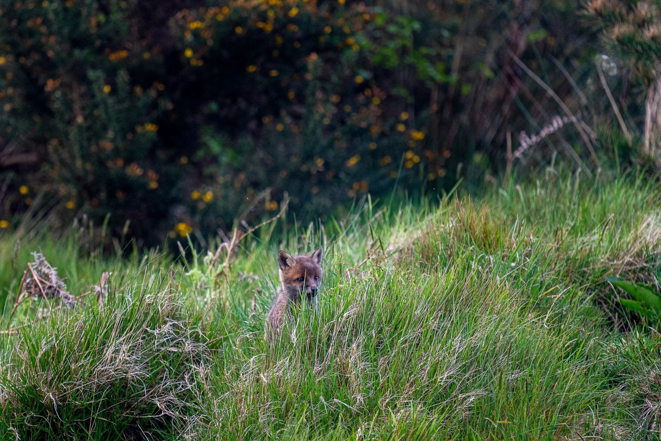 Instagram-foxcub2.jpg