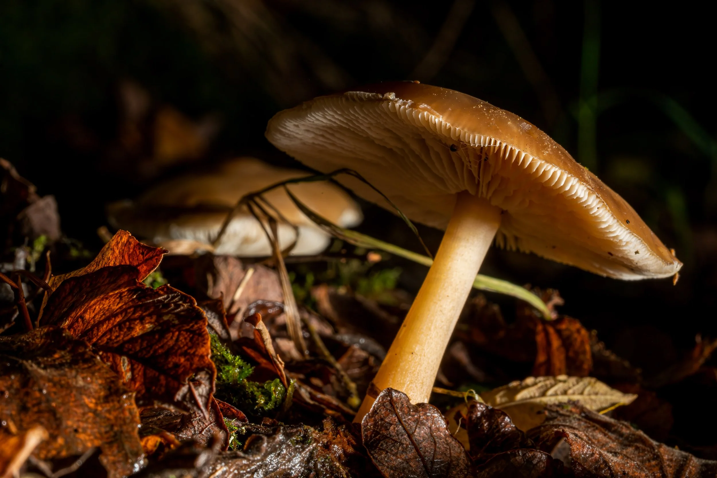 211027-untitled-029-Edit.jpg