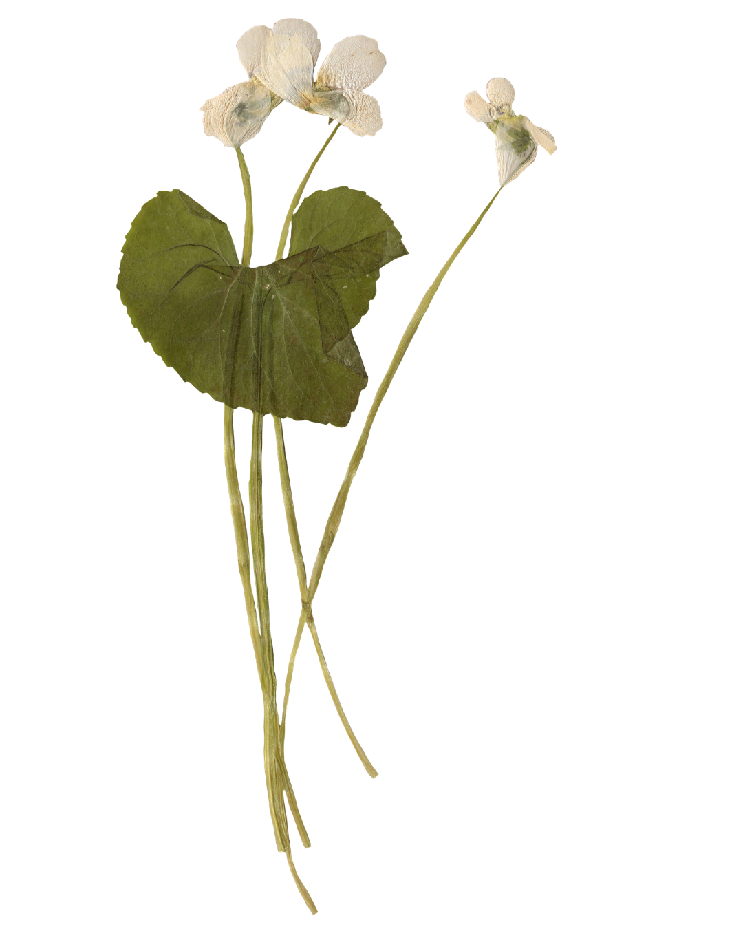 A dried, wilted plant with large green leaves and small white flowers on long, thin stems.