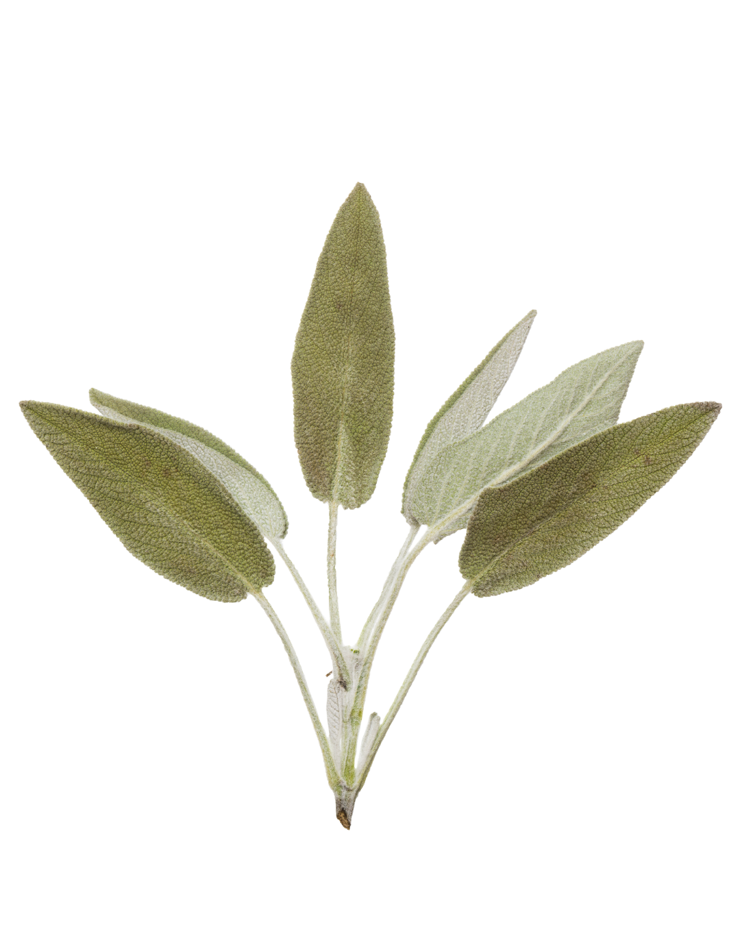Pleiadian Angels spiritual artwork created with milkweed seeds, frankincense and delicate natural materials arranged in radiant white patterns.