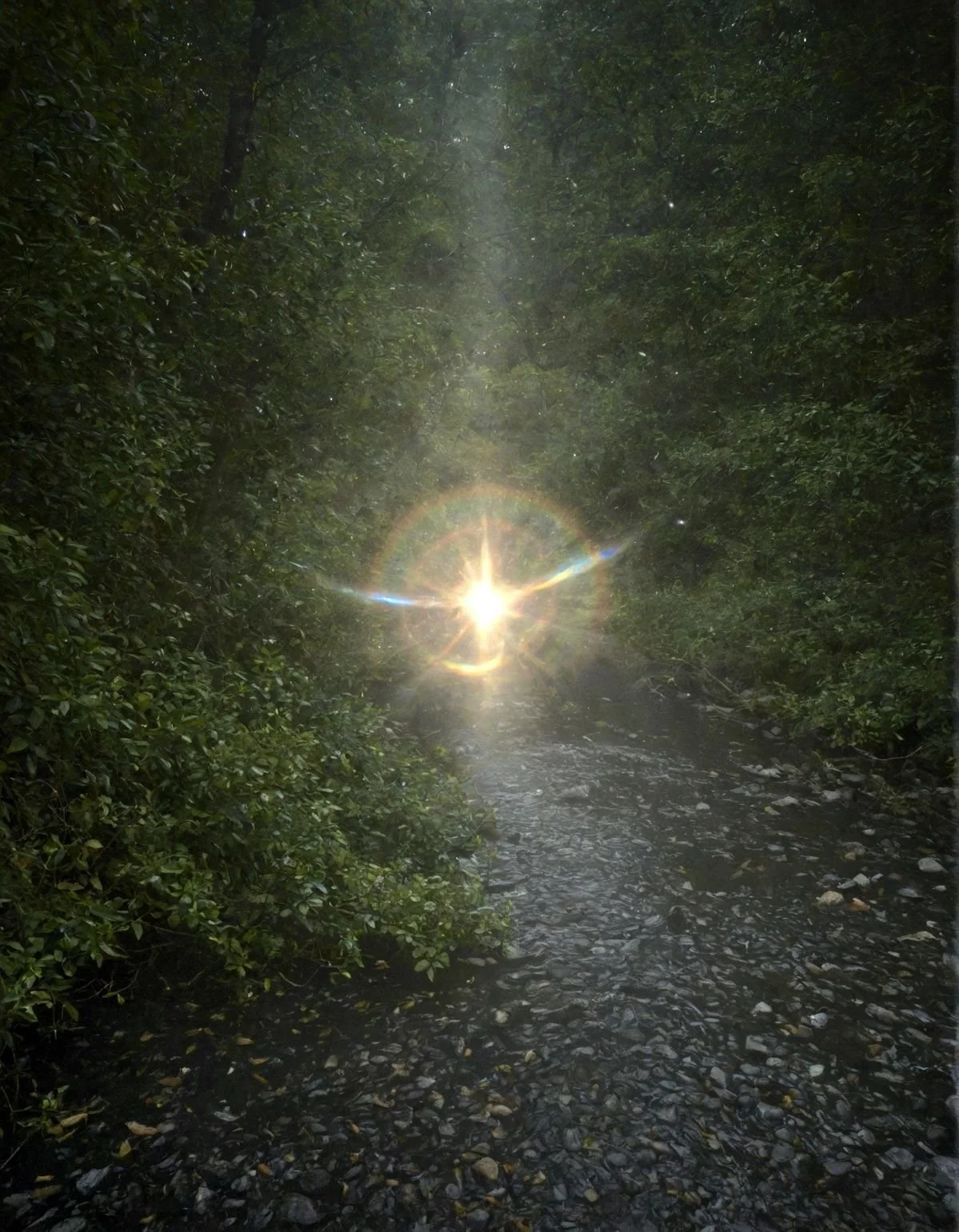 Sunlight shining through a dense forest, creating a rainbow halo over a small river with rocks.