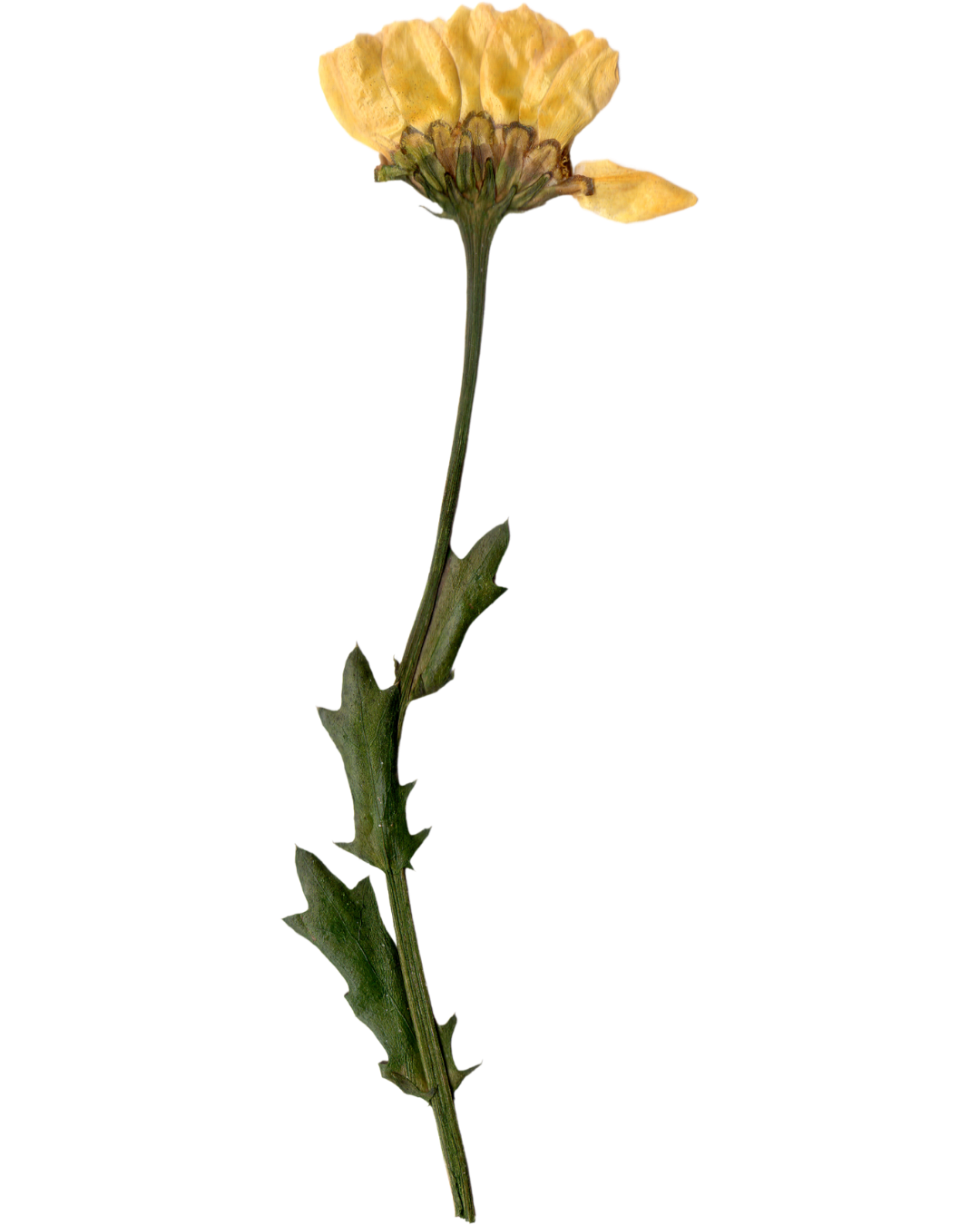 A dried yellow flower with green leaves and stem.