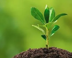 Plant Removal - Small