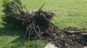 Plant Removal - Large Size