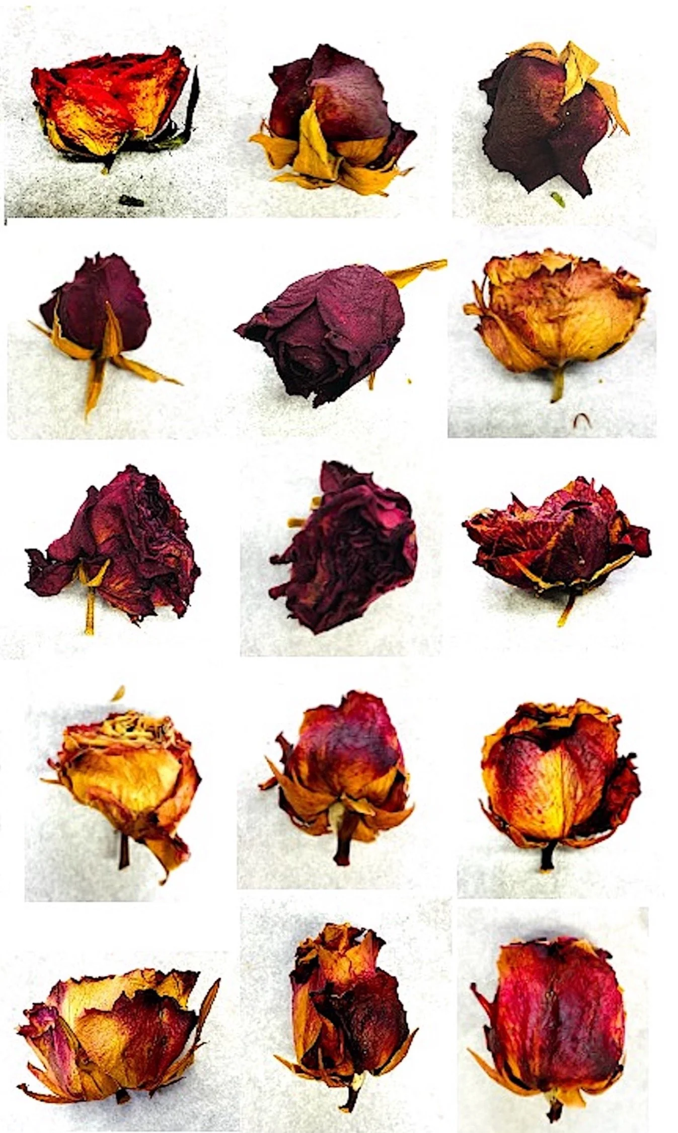 Elke Reis, roses of my life _edited.jpg