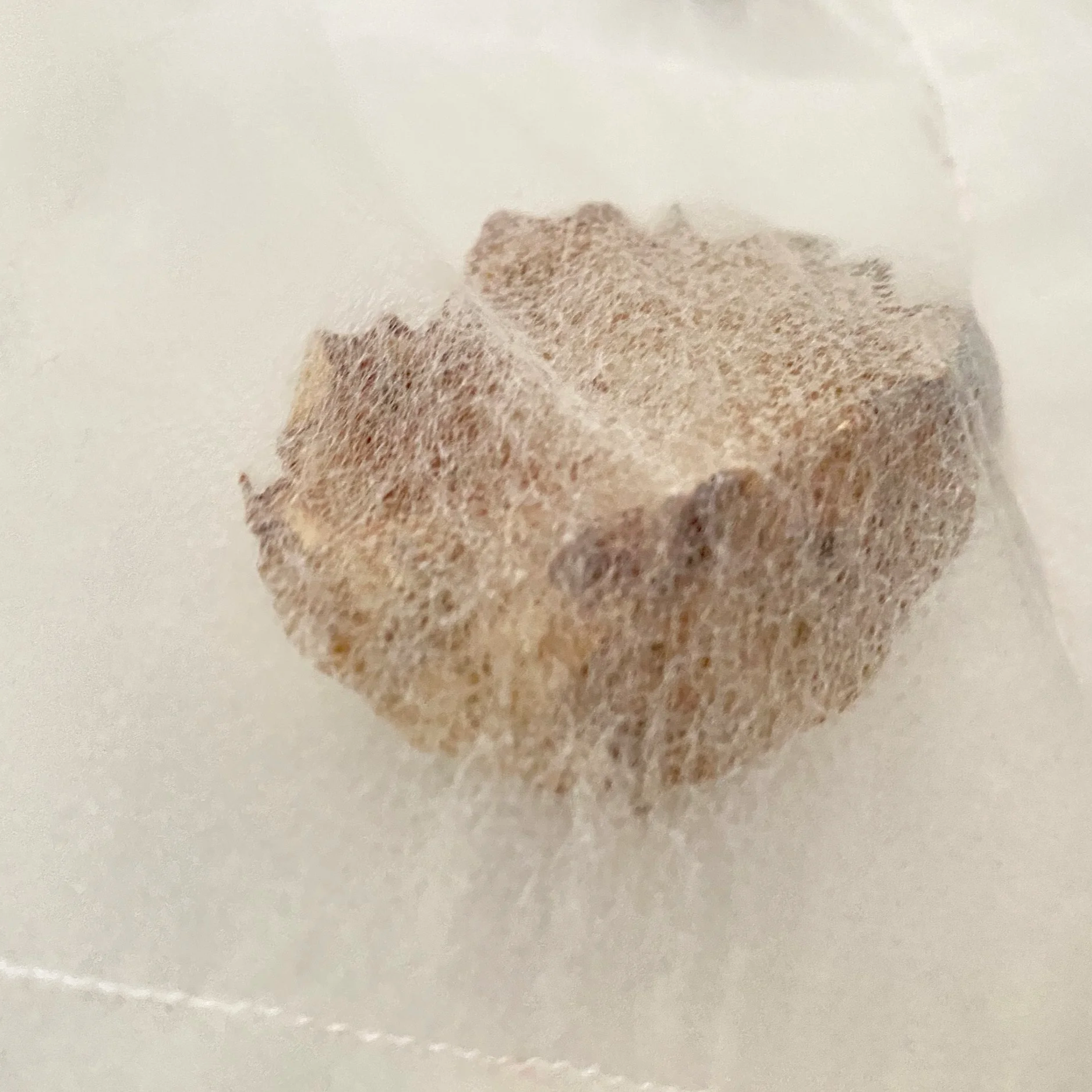 Close-up of a worn, fluffy exfoliating bath bomb resting on a white surface.