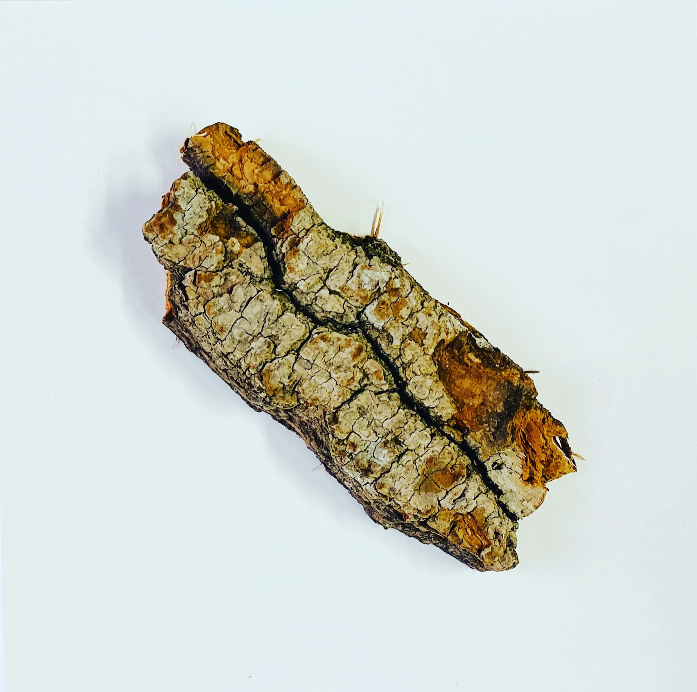 Close-up of a piece of bark with rough, cracked surface and lichen growth, against a plain white background.