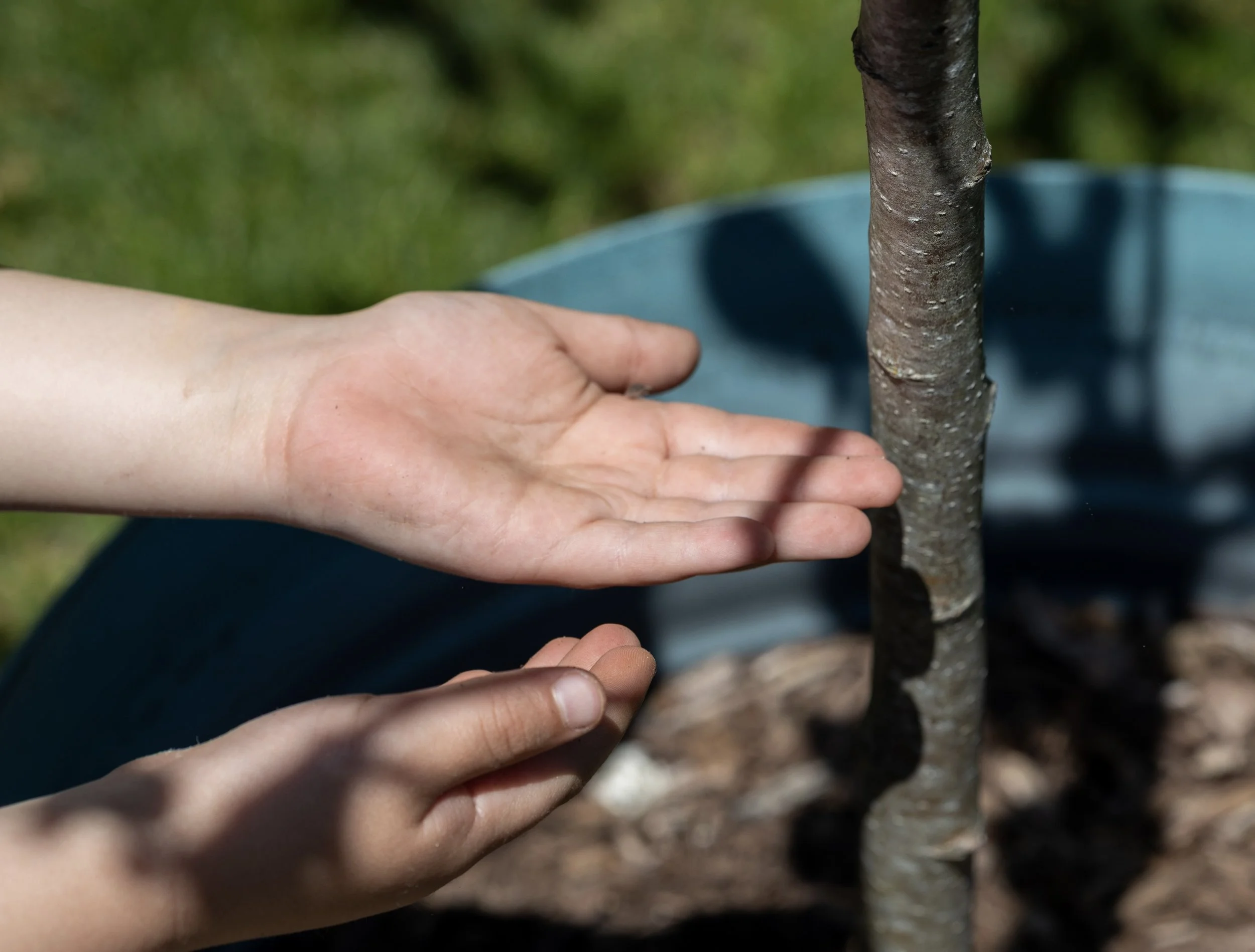 Someone's hand planting a young tree in soil, with a blurred green background.