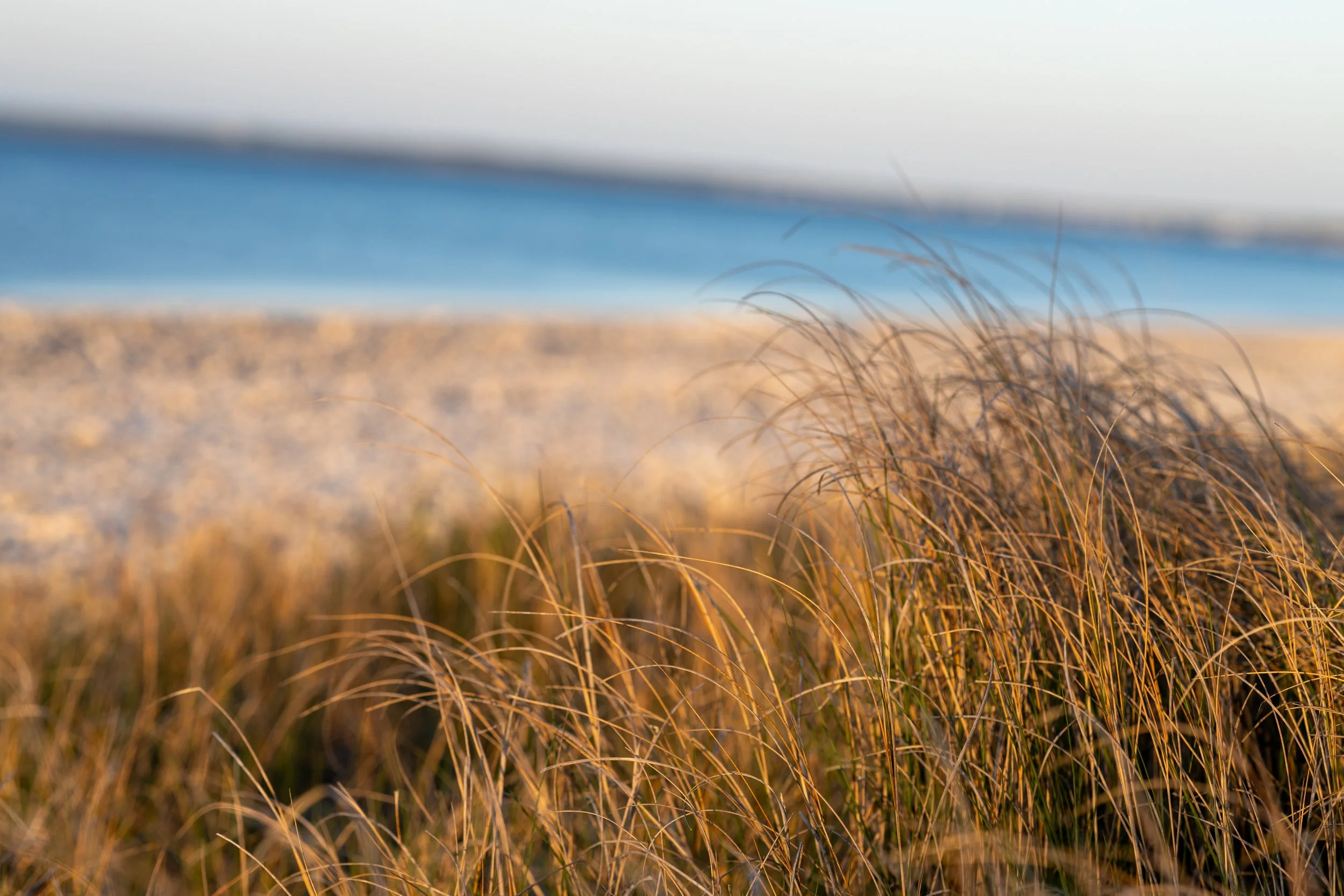 Blurred coastal landscape with dry grass in the foreground, sandy beach, blue ocean, and cloudy sky in the background.