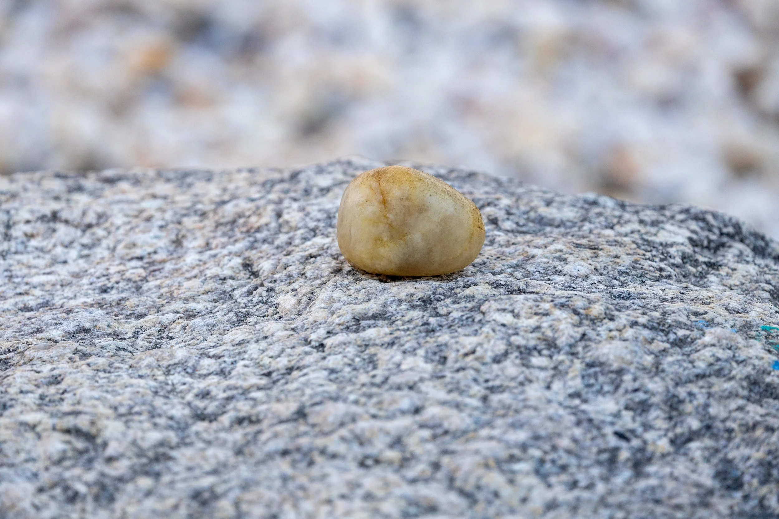 Close-up view of a small, rounded, beige rock on a gray, coarse-grained surface, with a blurred background.