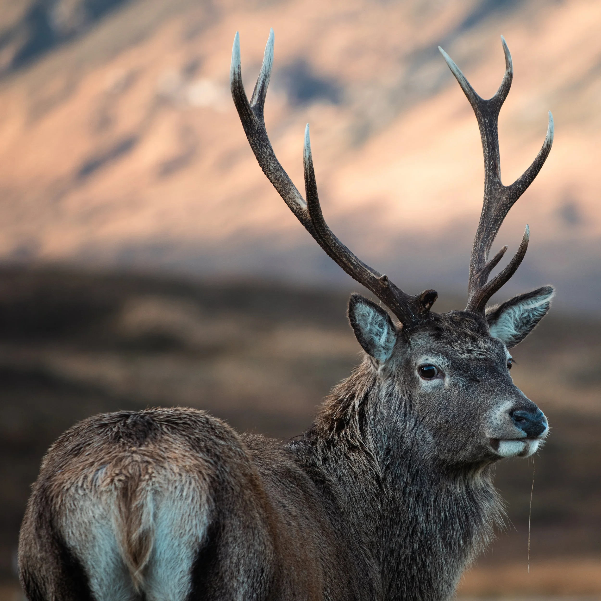 Close-up of a deer's antlers and part of its face, with a blurred natural background.