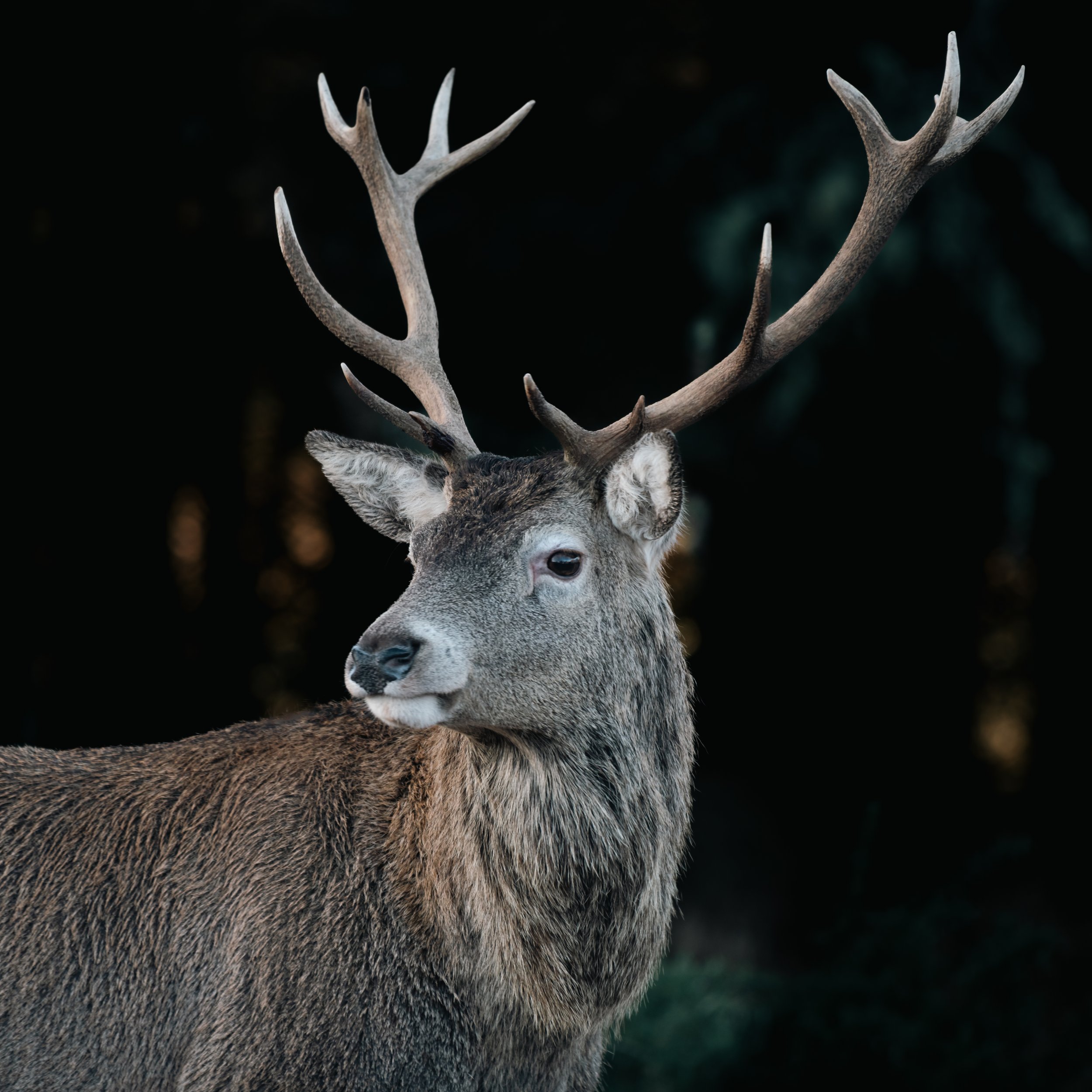 Close-up of a deer with large antlers against a dark, blurred background.