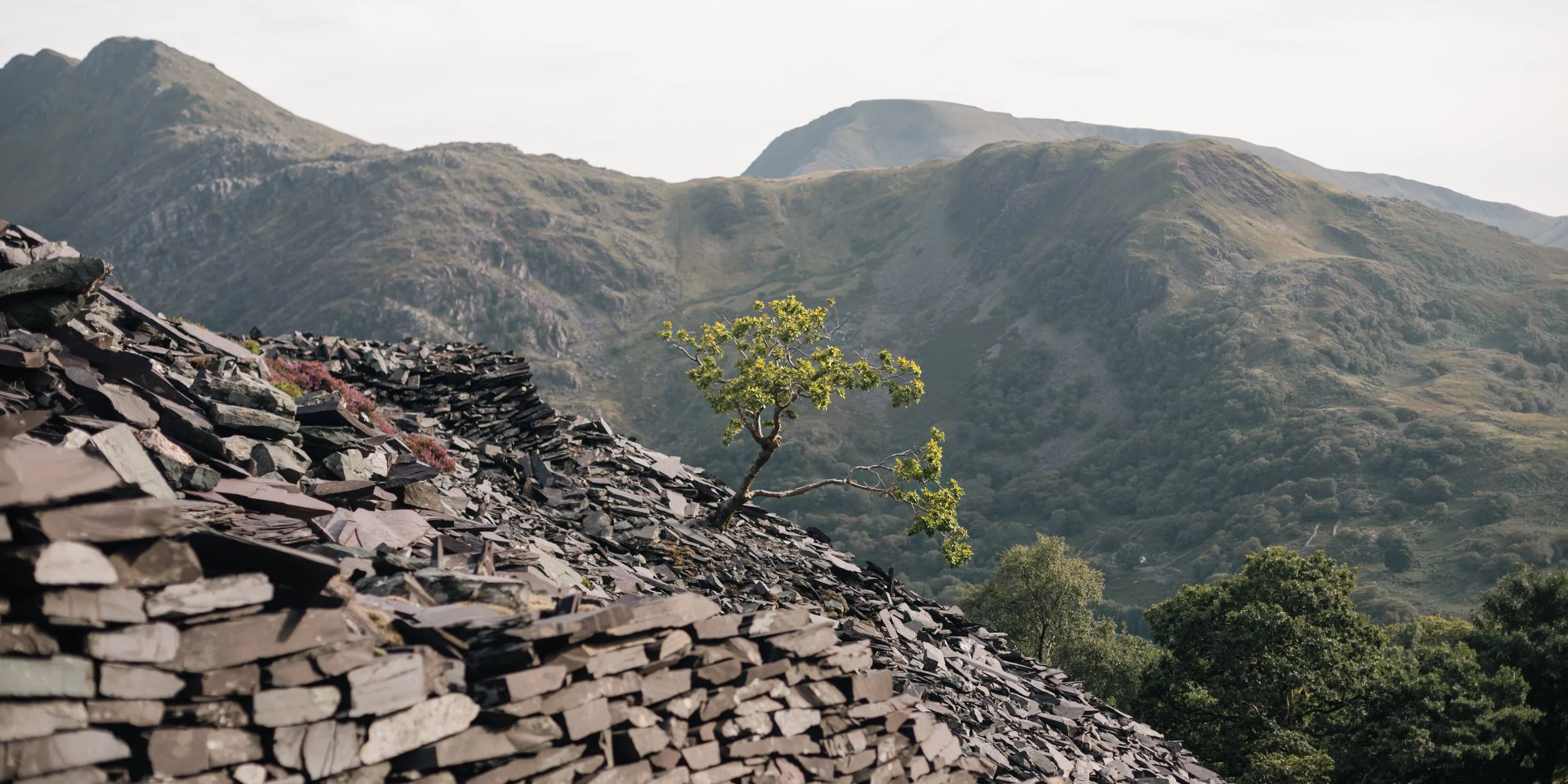 A small tree growing on a rocky slope with mountainous terrain in the background.