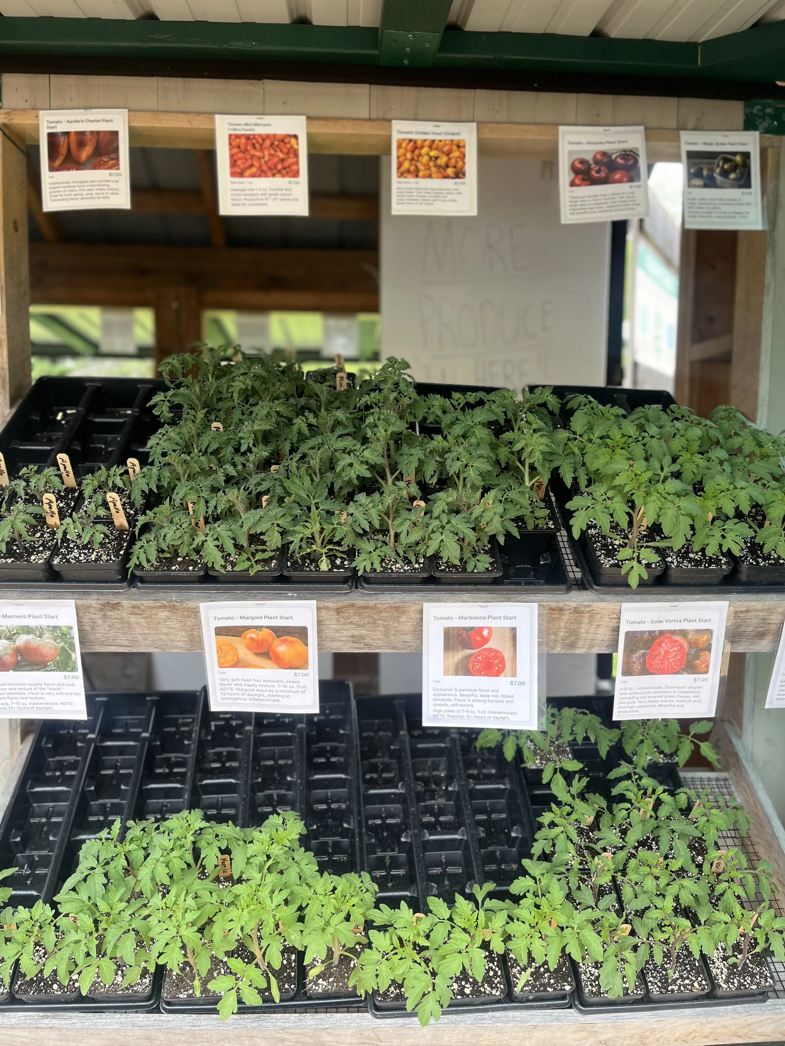 Young tomato plants growing in black trays on a wooden farm stand with plant information signs and images of different types of tomatoes hanging above at Tap Root Farm in Skaneateles, NY.