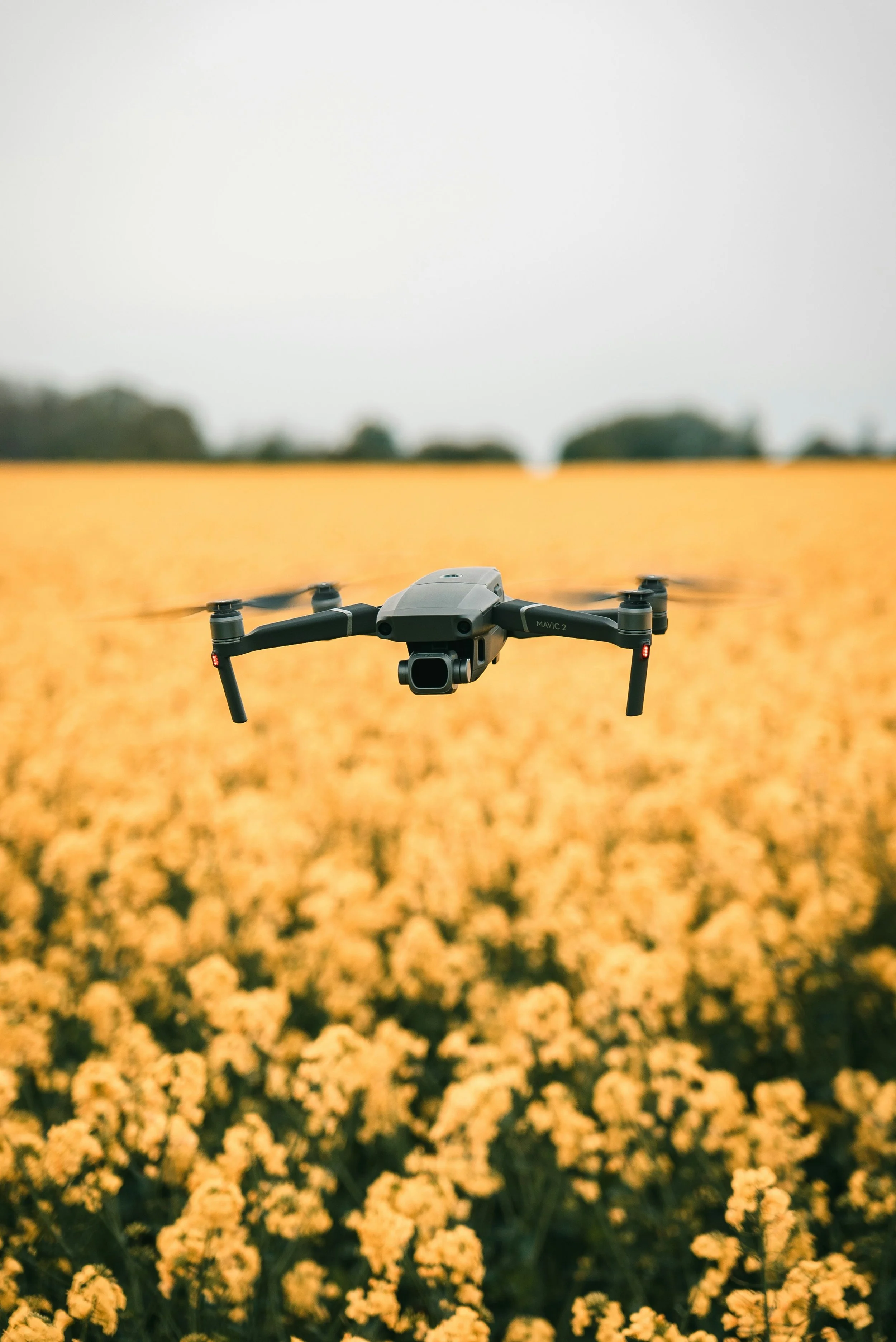 Drohne fliegt über ein gelbes Blumenfeld mit Bäumen im Hintergrund.