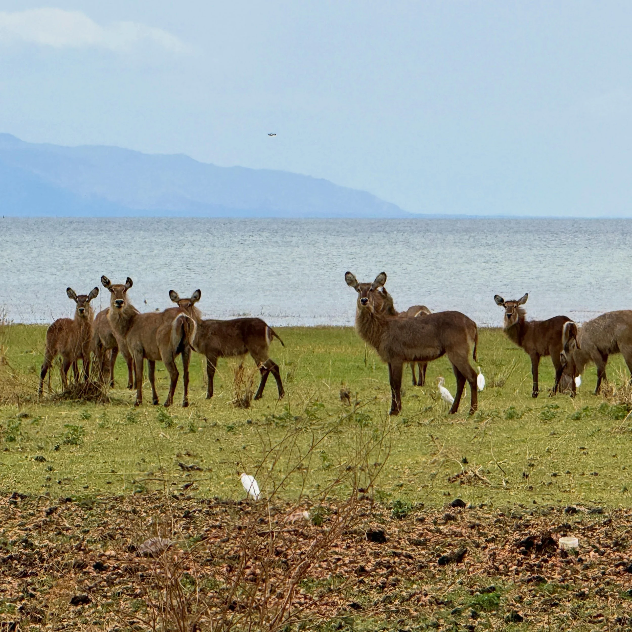 Most people think of Victoria Falls when they think of Zimbabwe&hellip;

But tucked away in the north of the country lies one of our favourite places on earth.

Lake Kariba is famous for its incredible sunsets, wildlife-filled shorelines, houseboat a