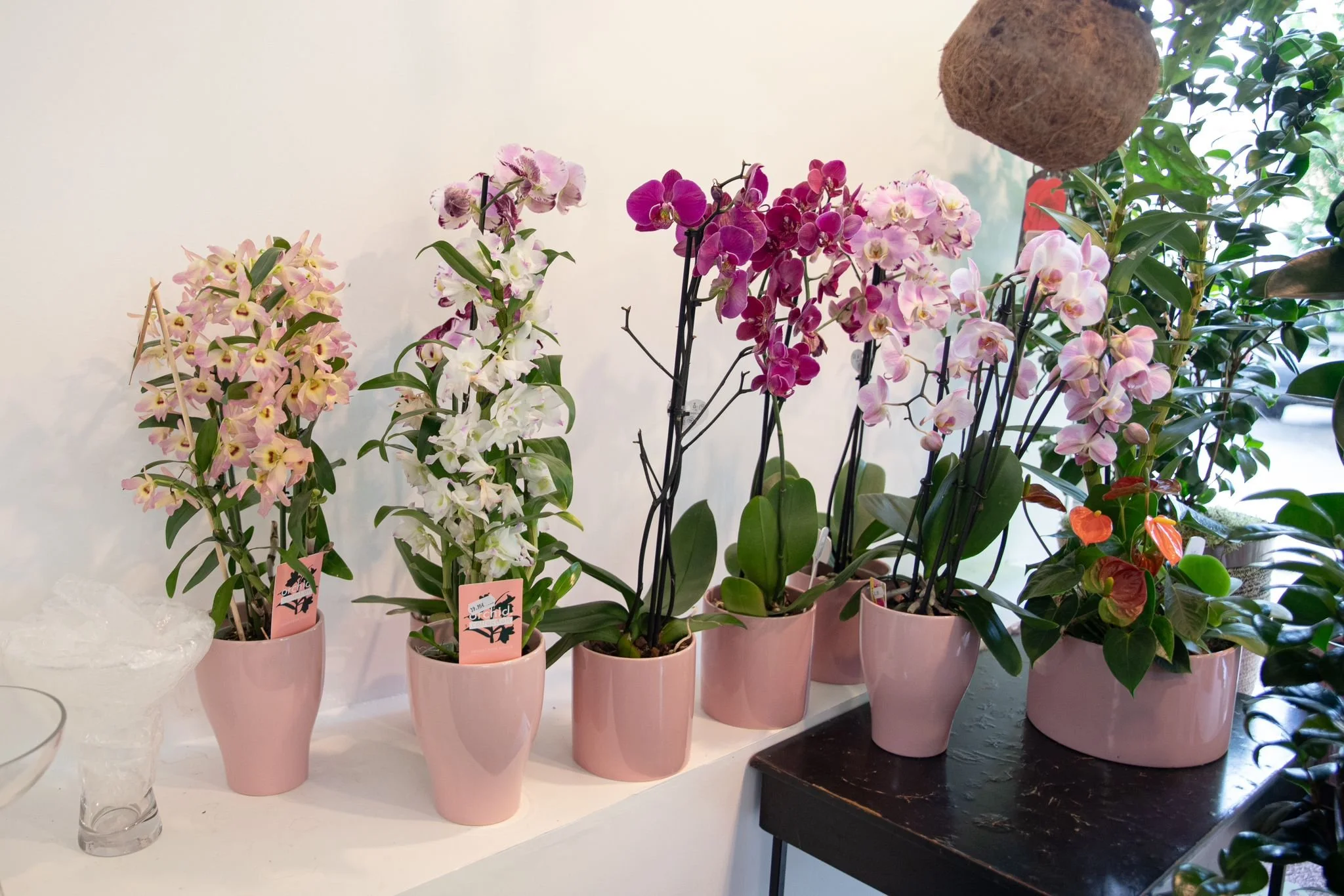 orchidée