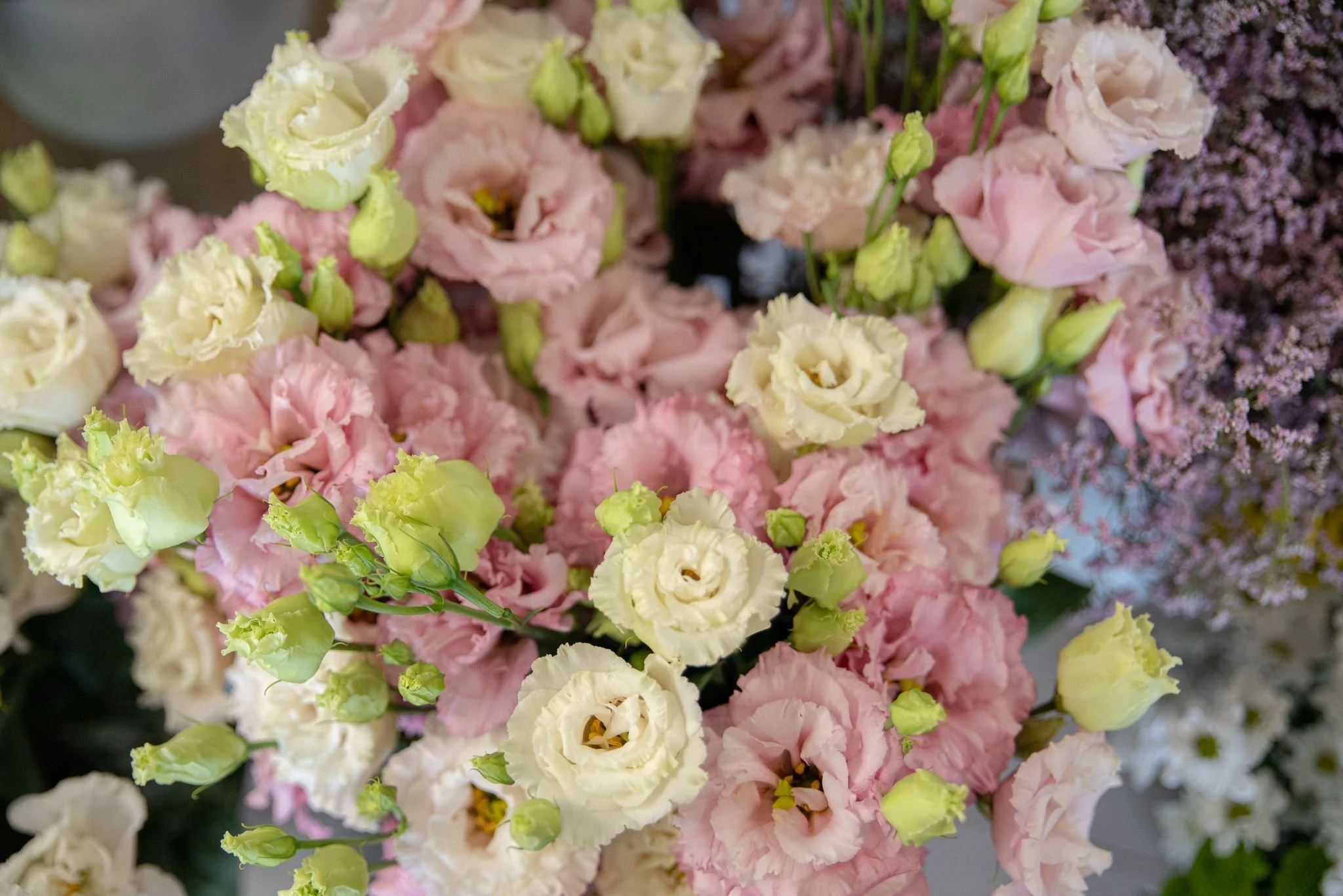 lisianthus