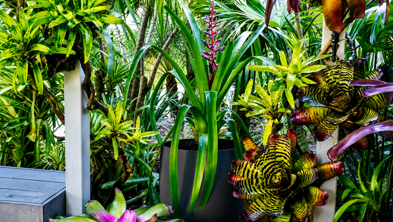 Lush green potted tropical plants with variegated leaves inside a greenhouse or garden setting.