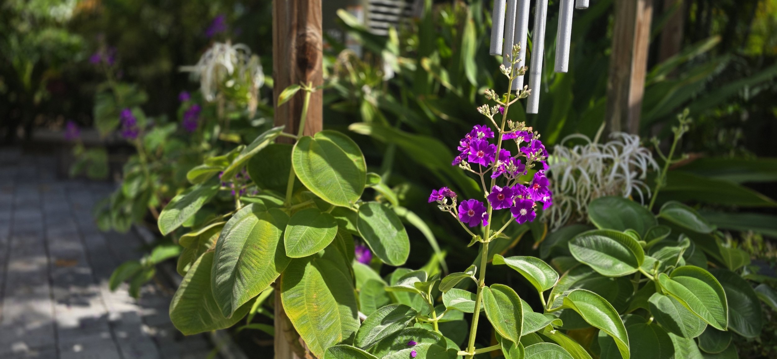 Tropical flowering plants in a refined Southwest Florida landscape design.