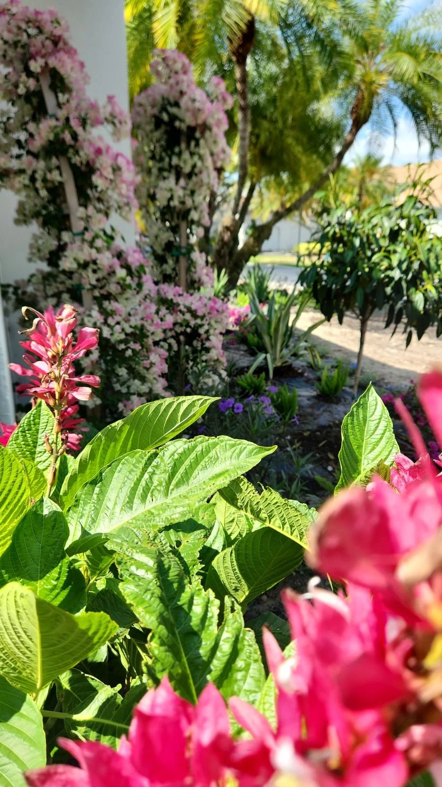 Colorful garden with pink, white, and purple flowers, lush green leaves, and palm trees in the background.
