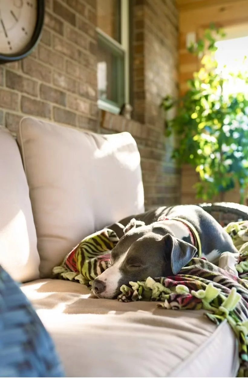 A dog resting on a couch with beige cushions, wrapped in a colorful blanket, with sunlight coming in through a window and a brick wall in the background.