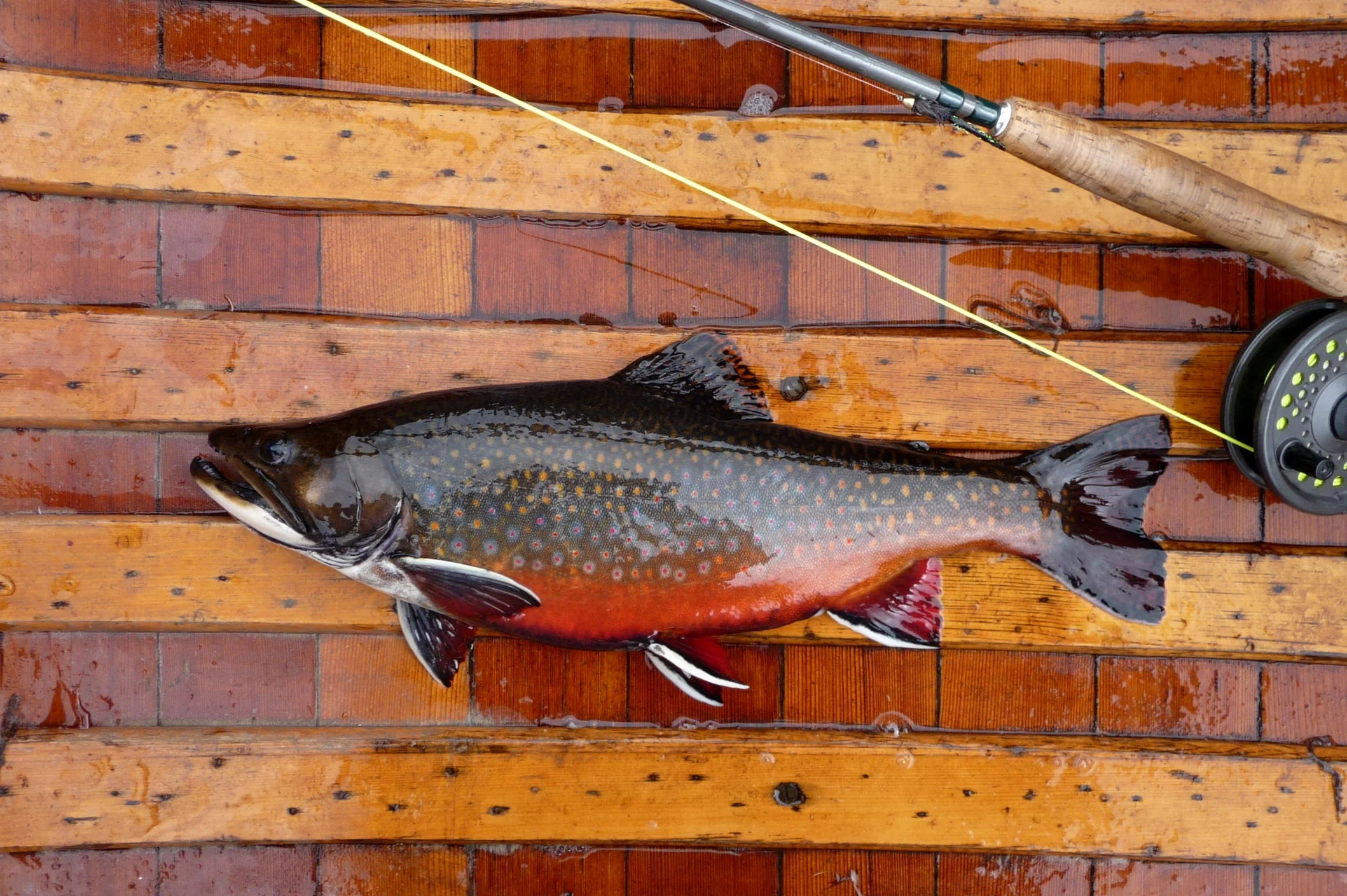 A freshly caught brook trout laying in a wet wooden canoe, with a fly rod and reel nearby.