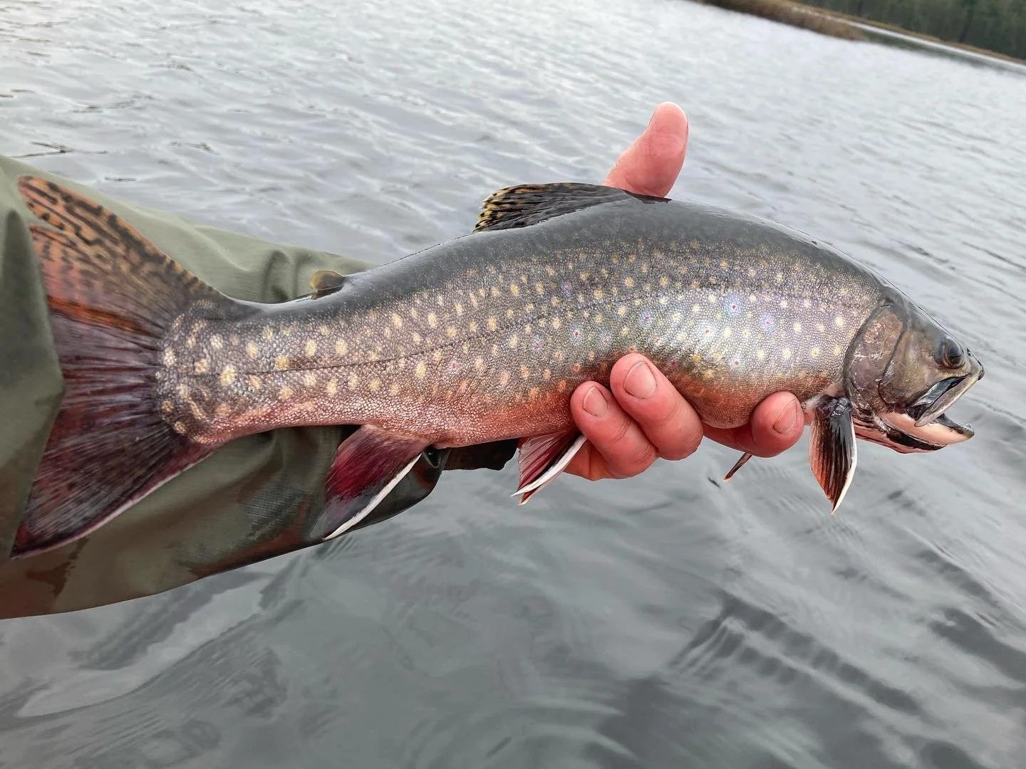 Person holding a freshly caught brook trout (Salvelinus fontinalis) over a body of water, with visible scales and fins.